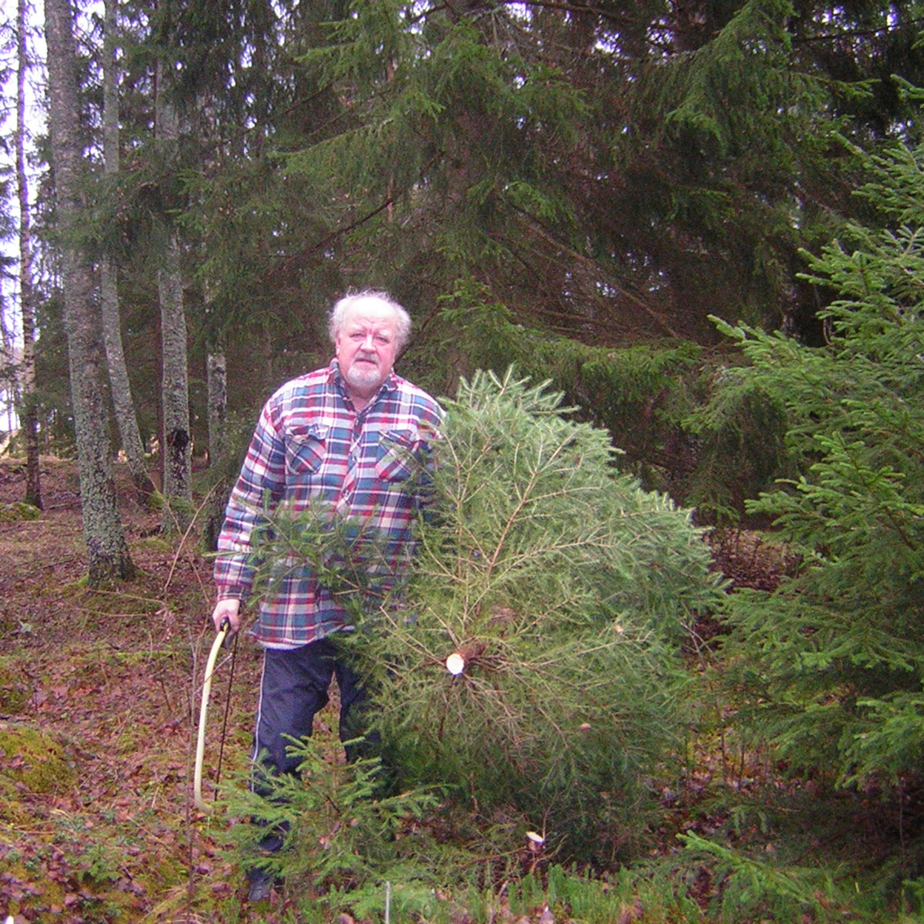Cutting christmas tree (56) episode artwork