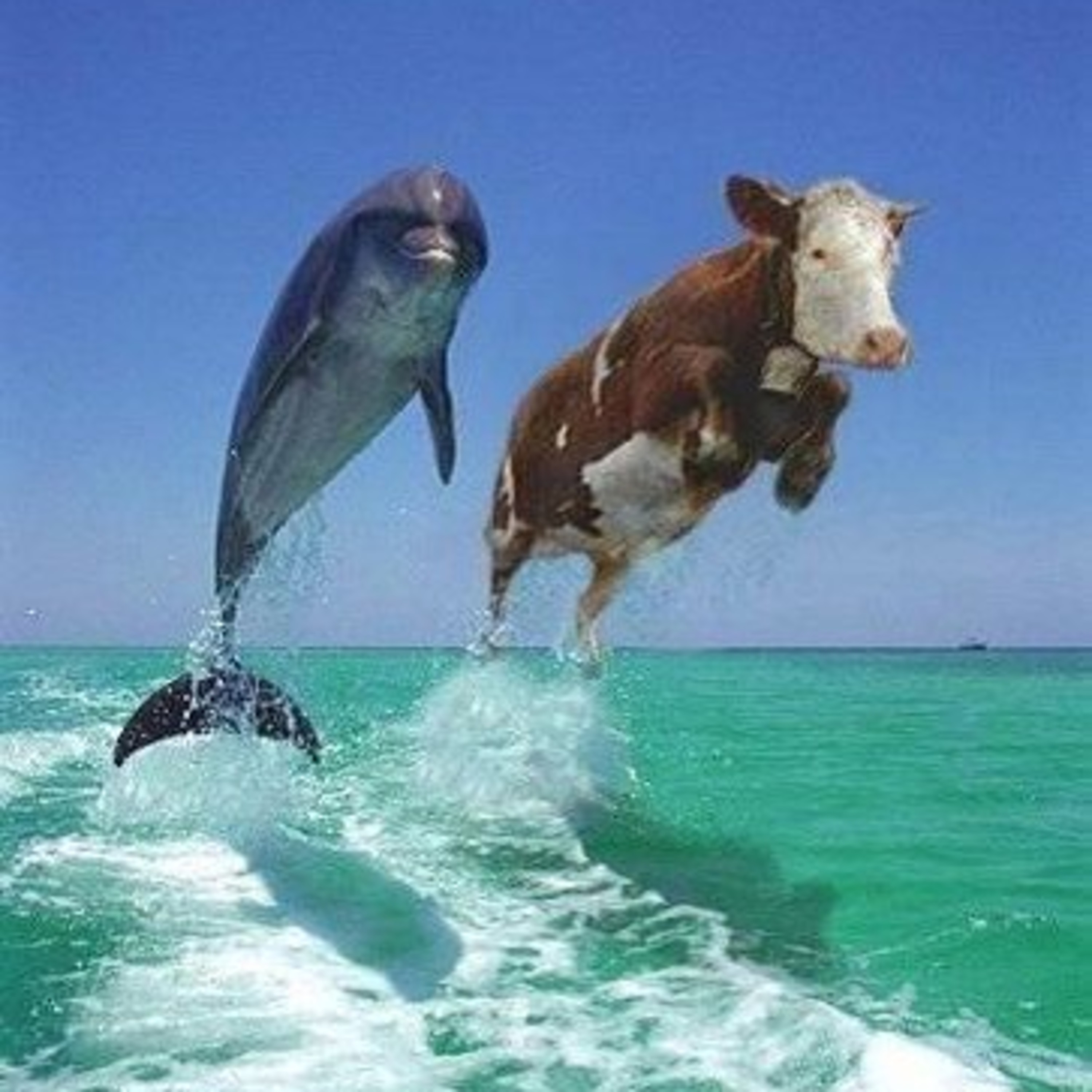 Bovine Music Show Archives vol 10
