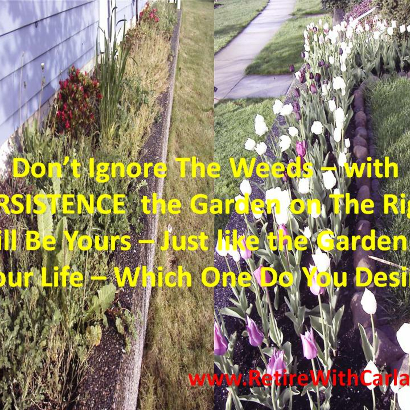 Carla McNeil\'s Teleseminars