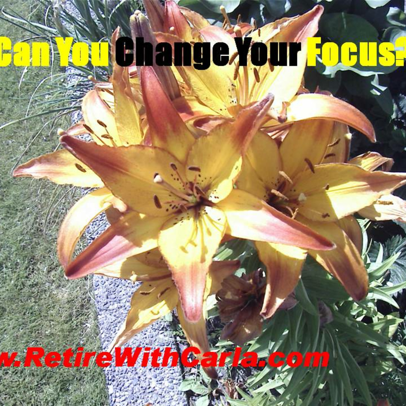 Carla McNeil\'s Teleseminars