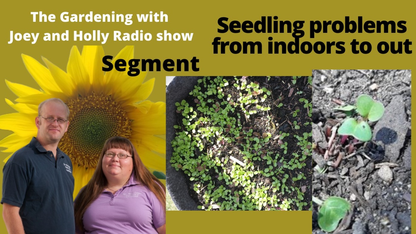 Segment 1 of S5E5 Seedling problems - The Gardening with Joey and Holly radio show