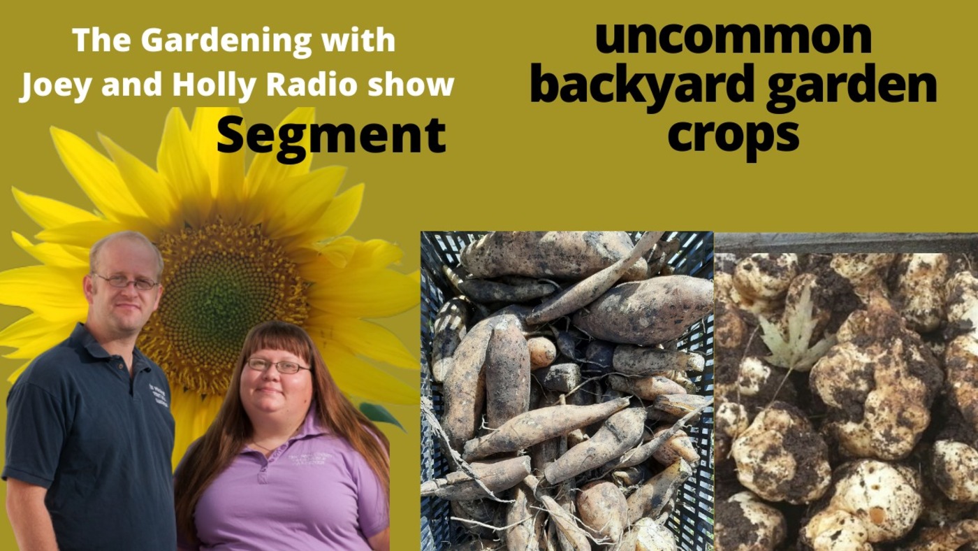 Segment 2 of S5E5 Uncommon backyard vegetables - The Gardening with Joey and Holly radio show