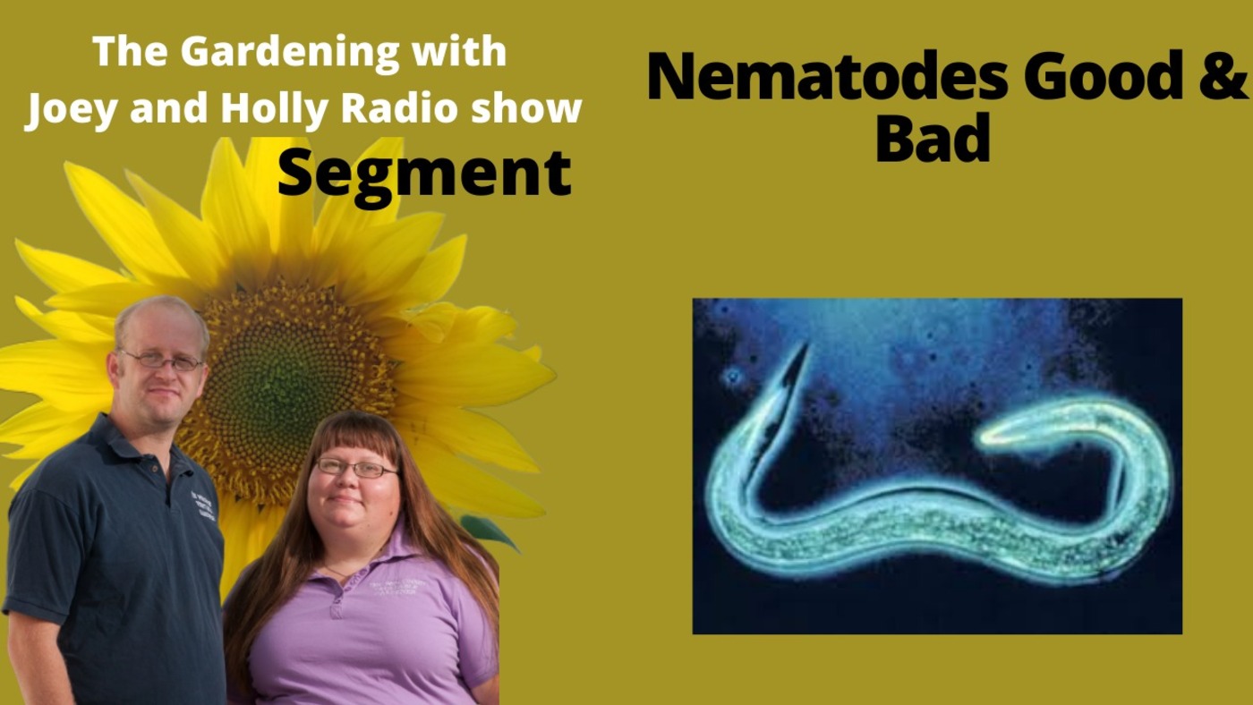 Segment 2 of S5E7 Good & Bad Nematodes,  The Gardening with Joey and Holly Radio show