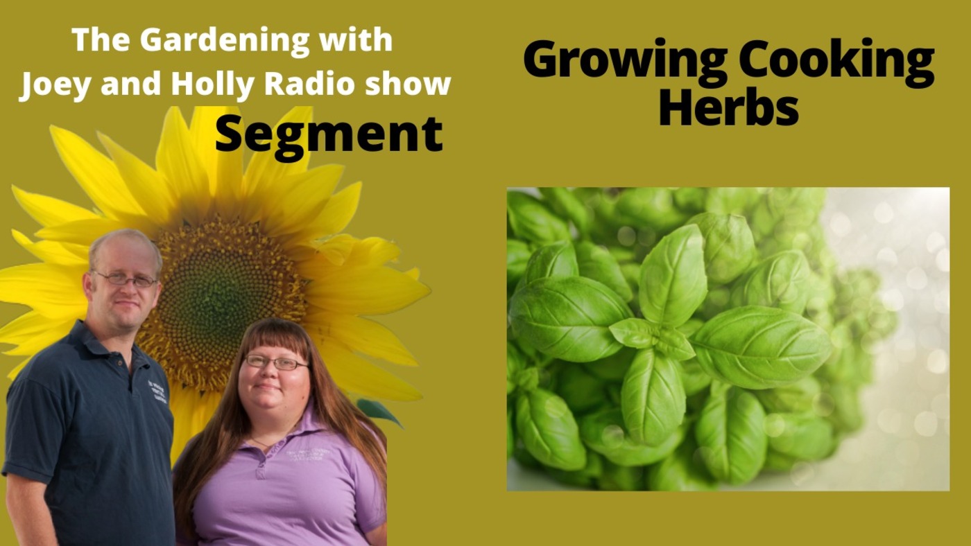 Episode 762: Segment 2 of S5E8 Growing herbs - The Gardening with Joey and Holly Radio show