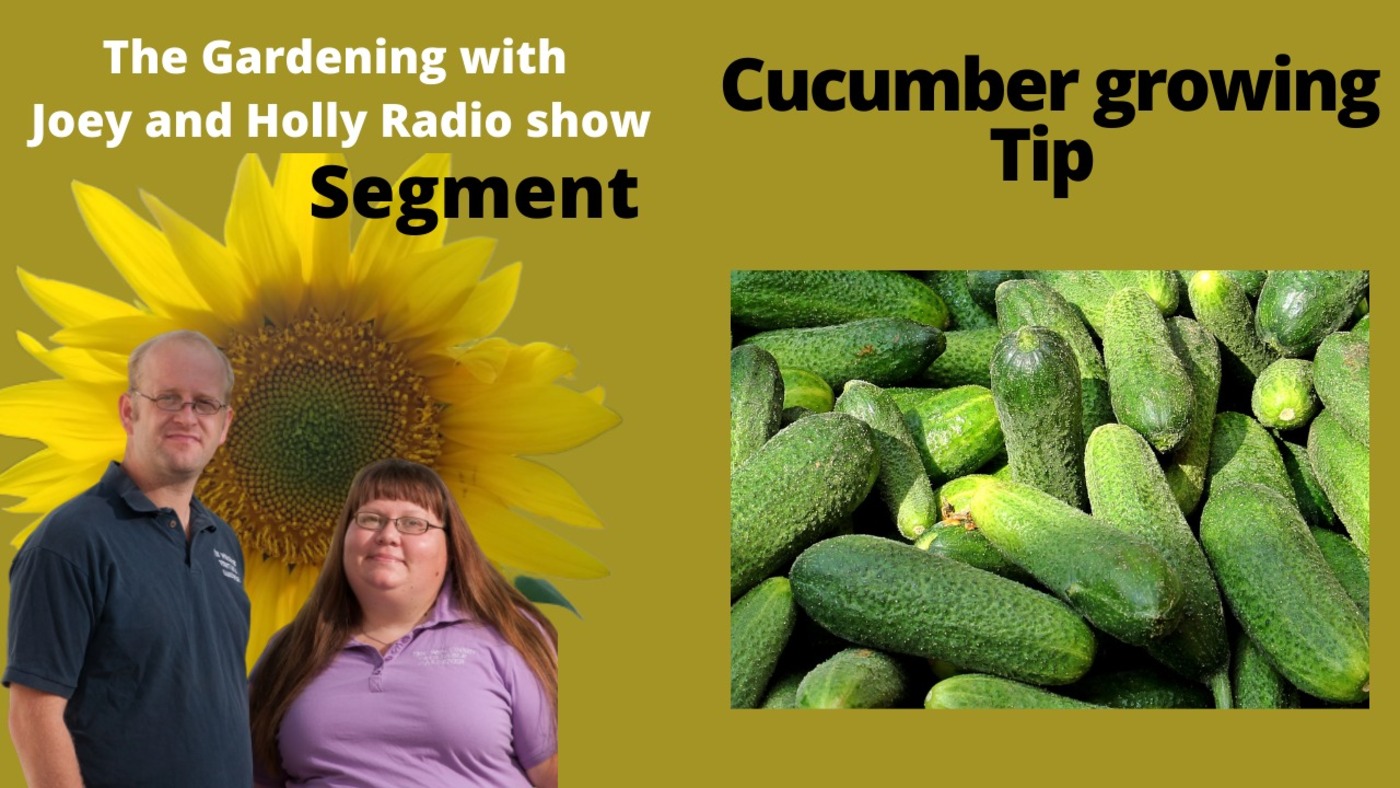 Segment 2 of S5E9 Cucumber growing tips - The Gardening with Joey and Holly Radio show