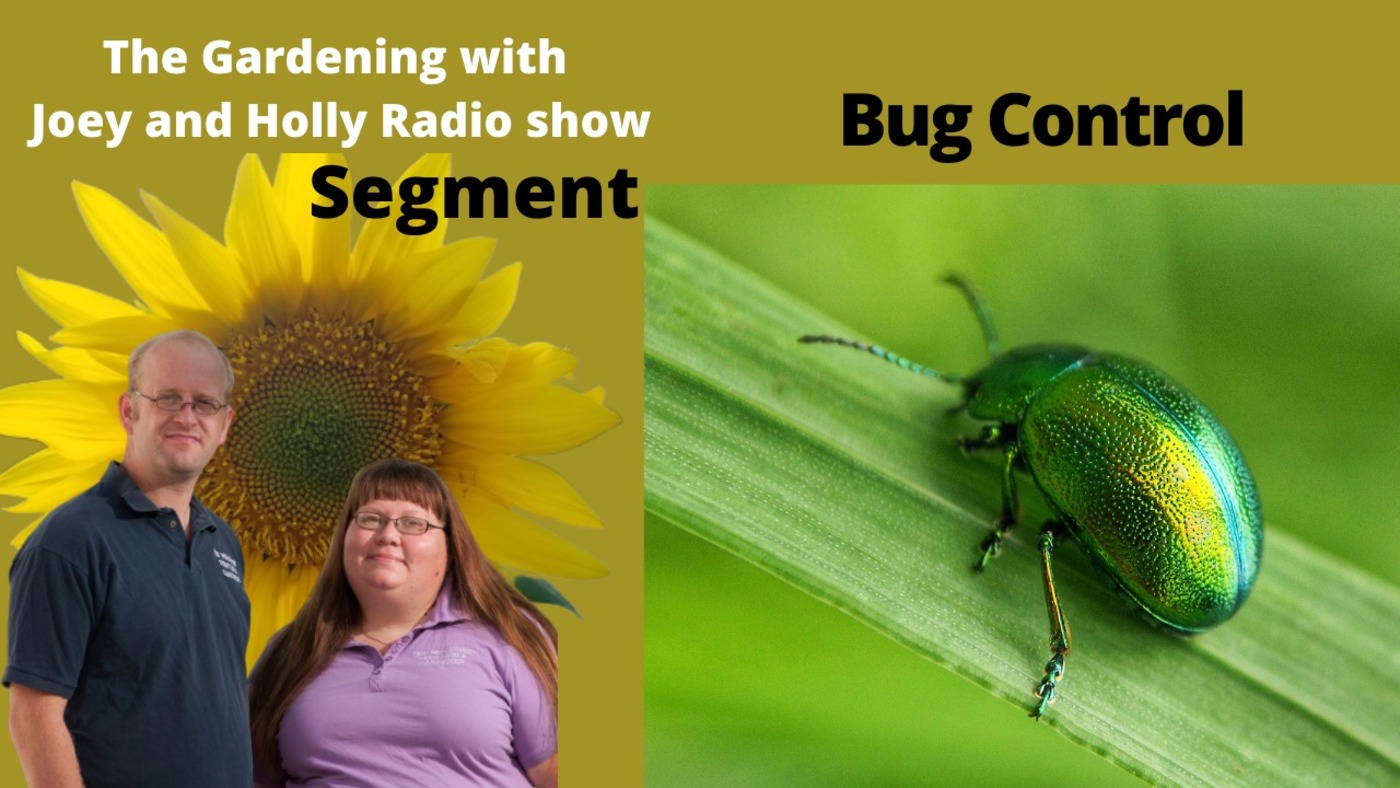 Segment 2 of S5E13 Bug control- The Gardening with Joey and Holly Radio Show