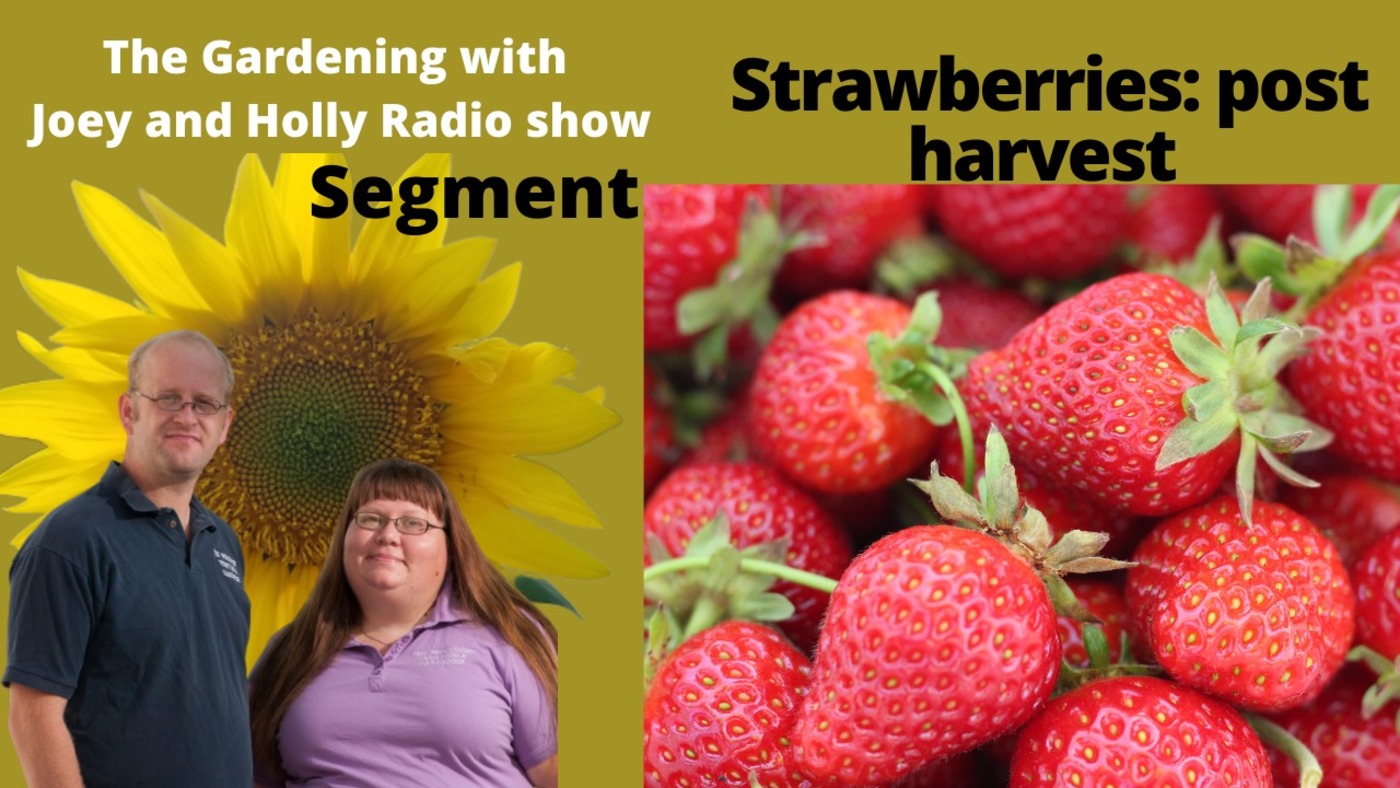 Segment 2 of S5E14  What to do with Strawberries, The Gardening with Joey and Holly Radio show