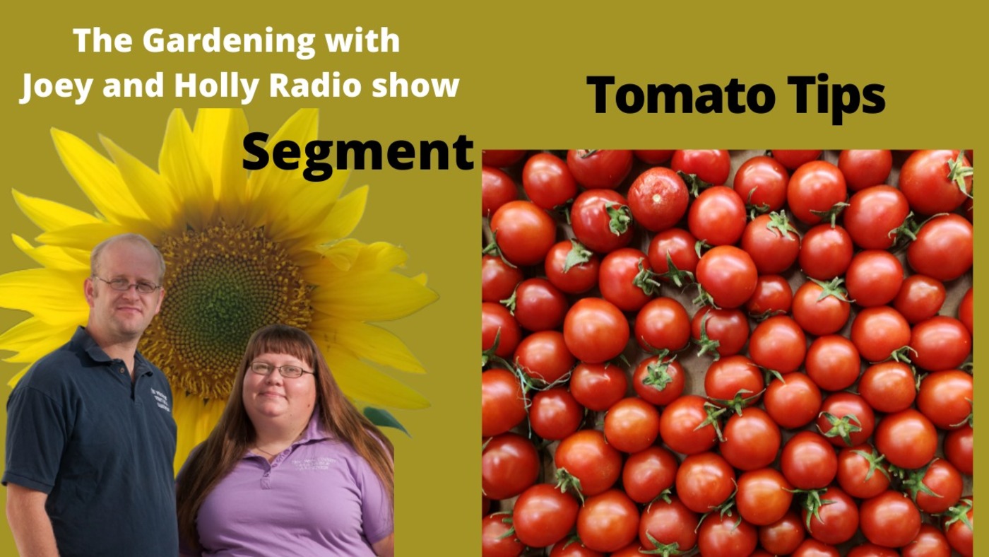 Segment 1 of S5E16 Tomato growing Tips- The Gardening with Joey and Holly Radio Show