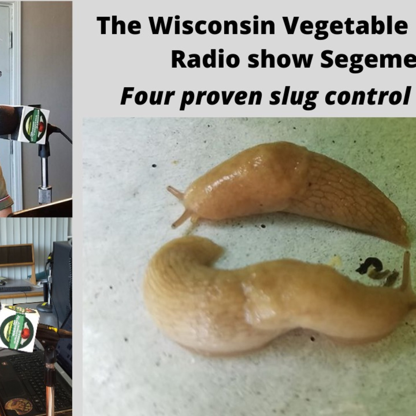 Segment 2 of S4E13 Four proven slug control methods - The Wisconsin Vegetable Gardener radio show