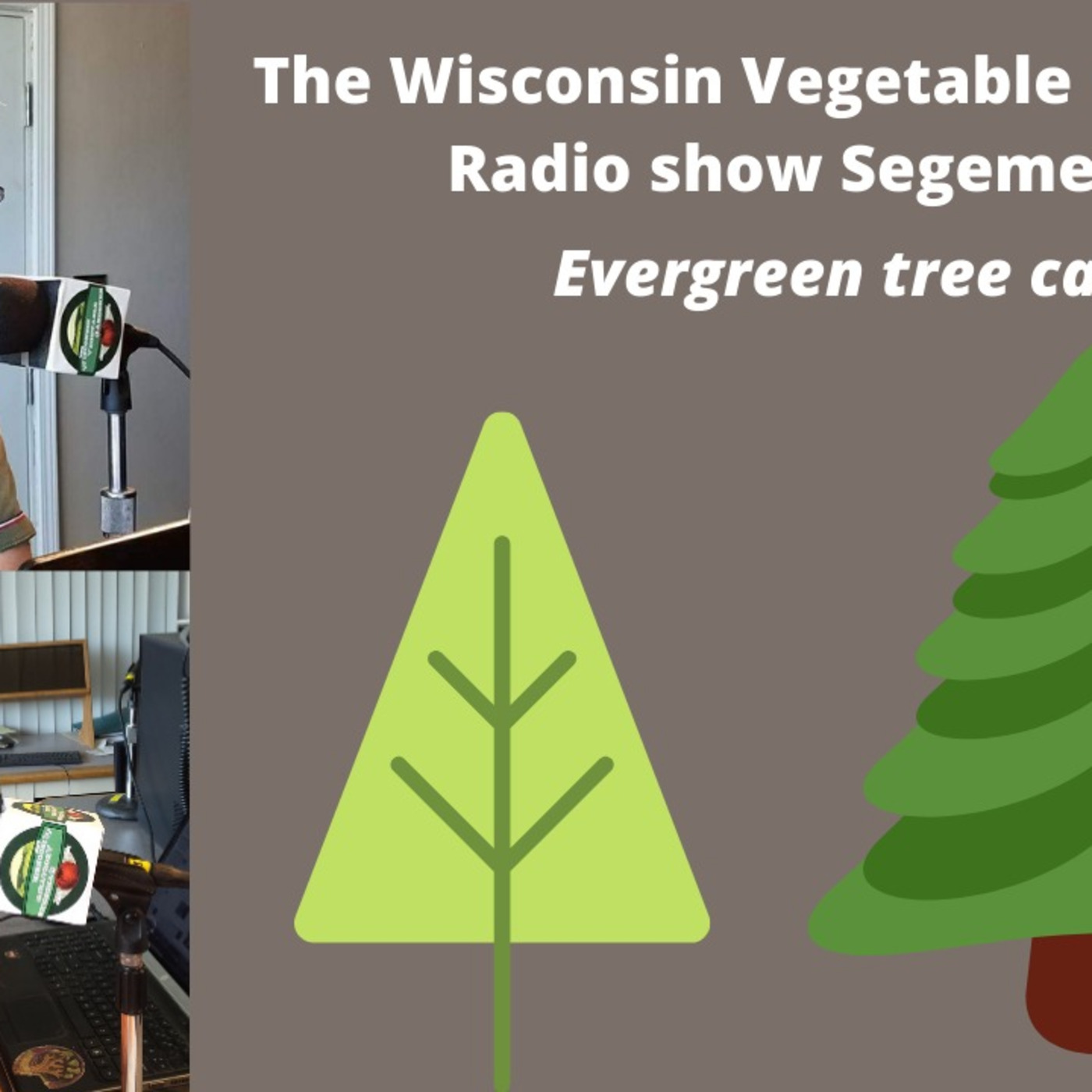 Segment 2 of S4E32 Evergreen tree care - The Wisconsin Vegetable Gardener radio show