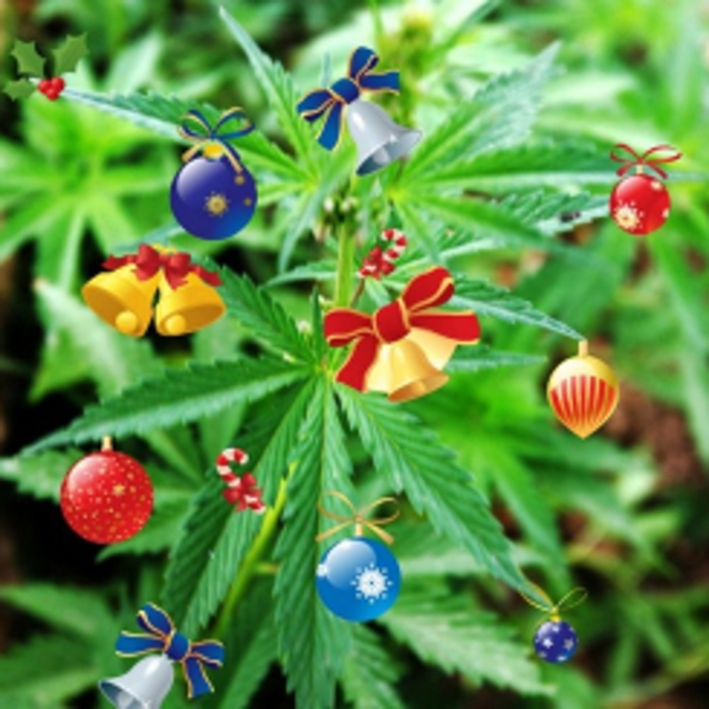Hemp Radio