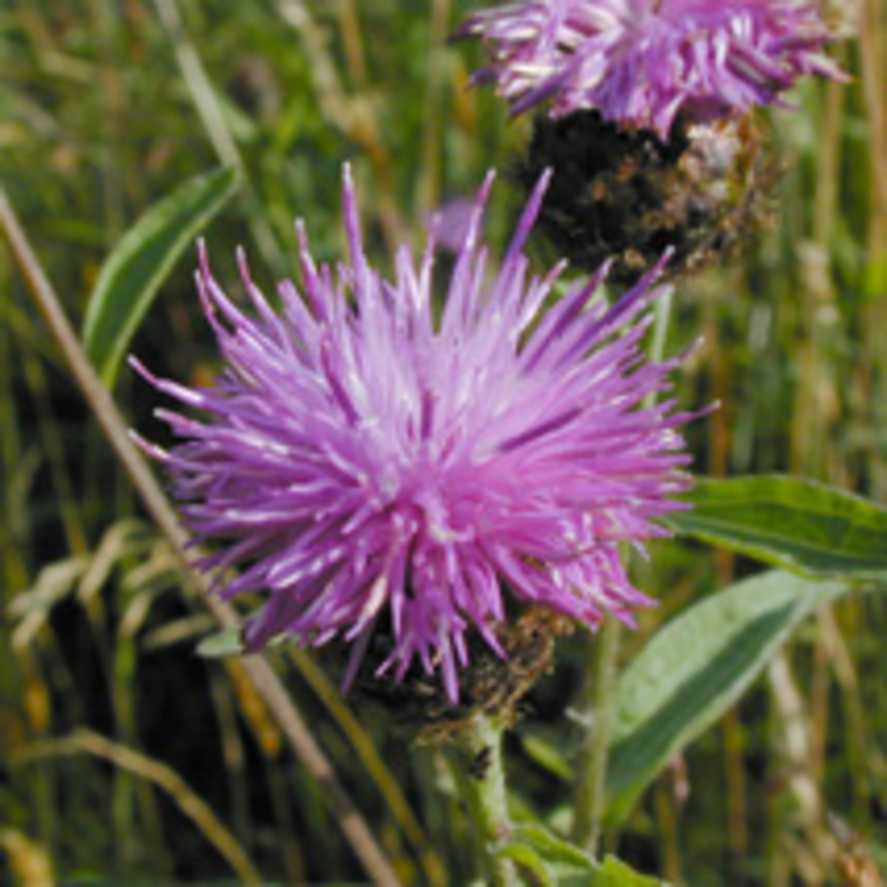 Por que no nos entendemos?