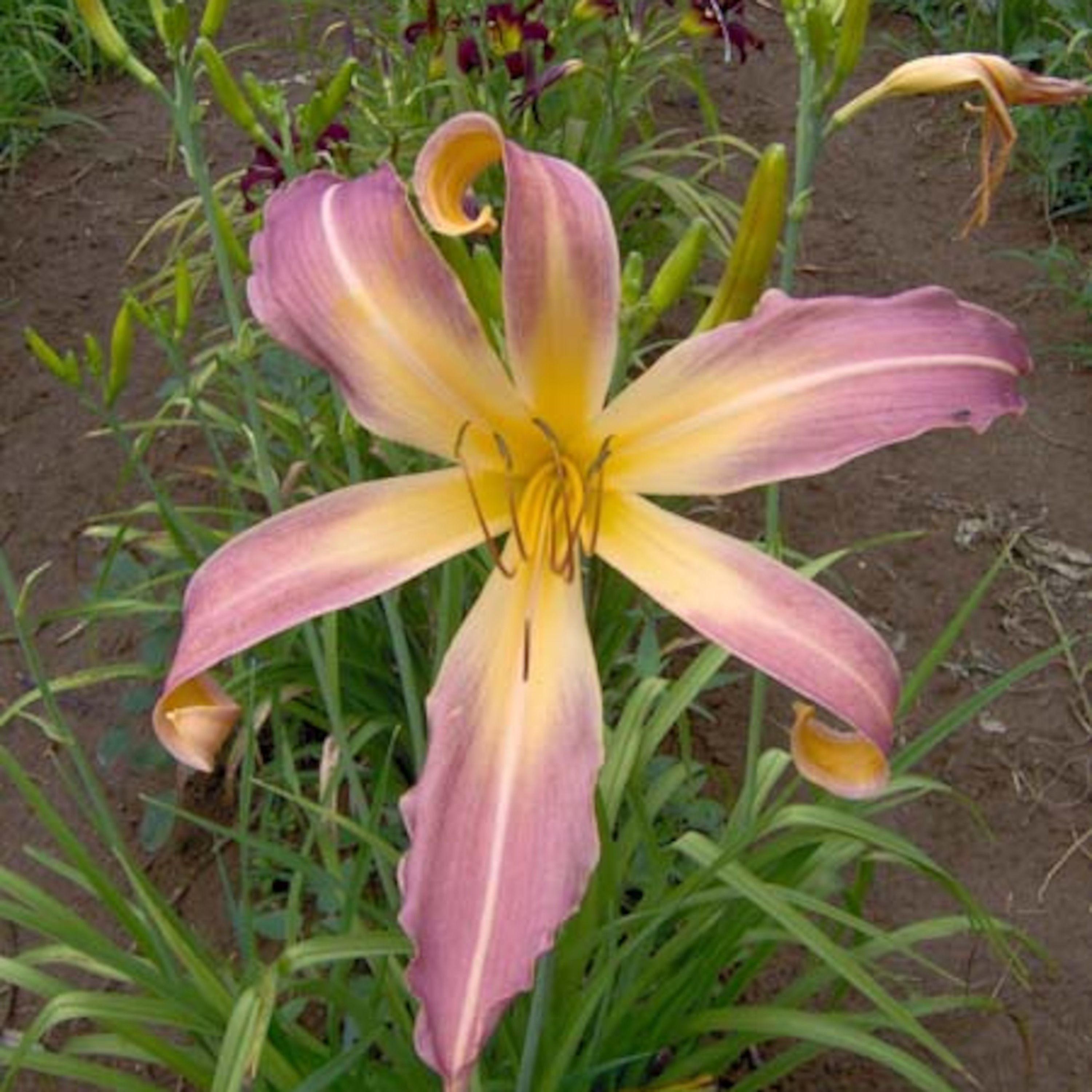 Soy un hombre divertido!