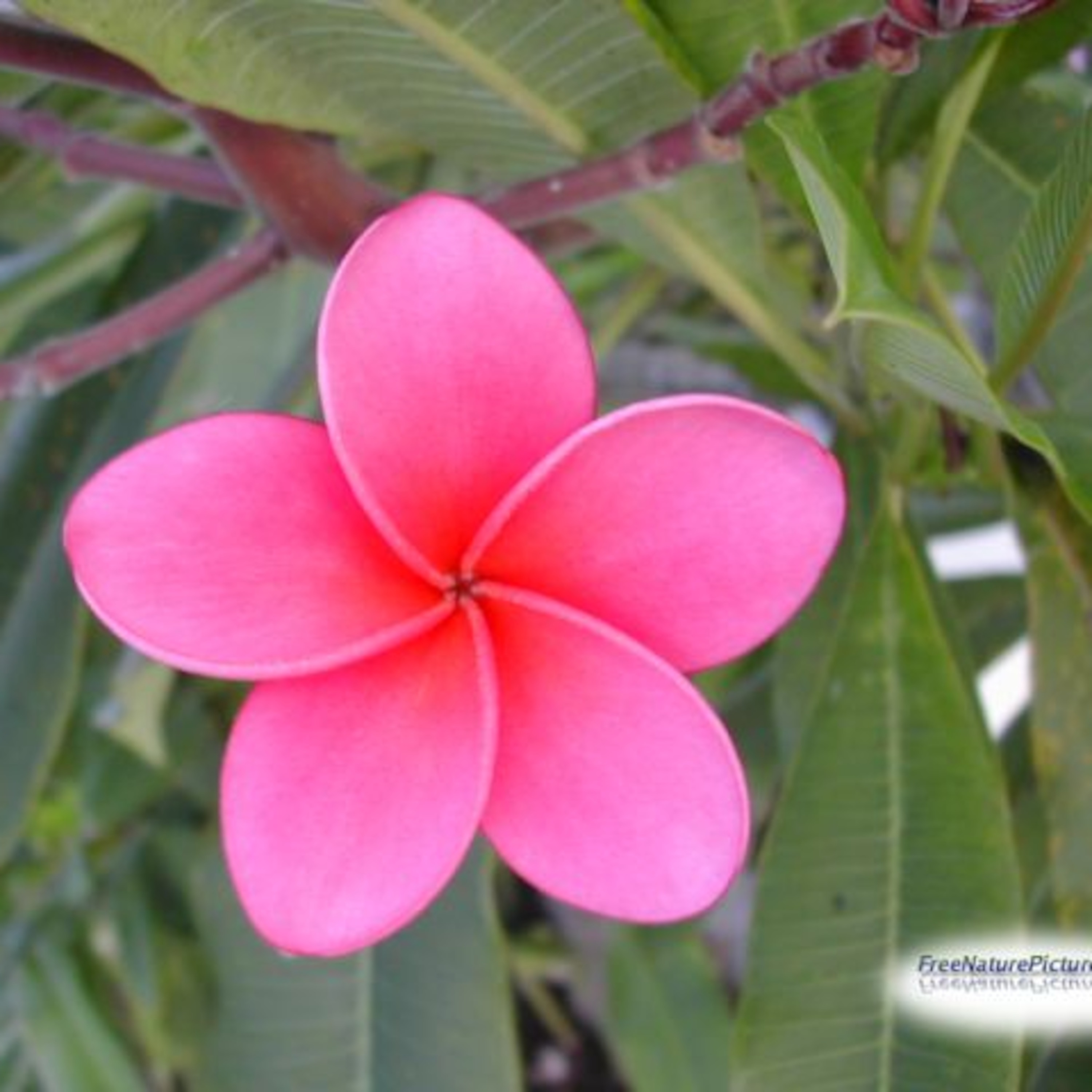 Los (as) amigotes (as)