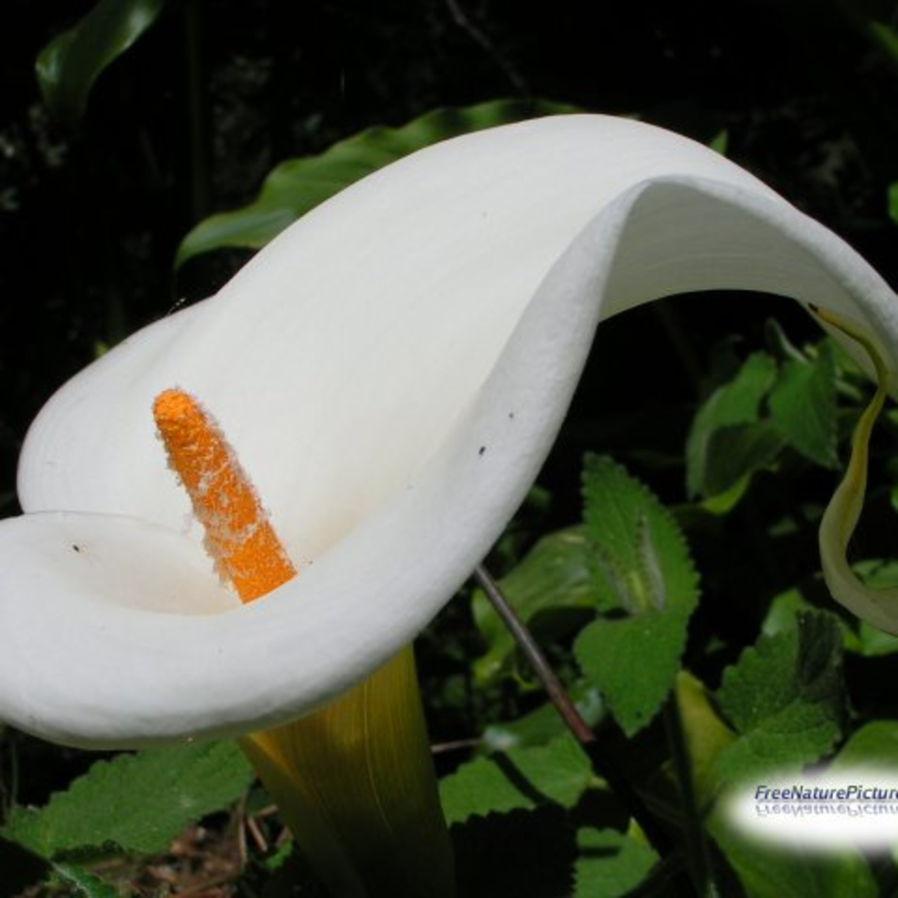 ¿Mi novio(a) será gay?