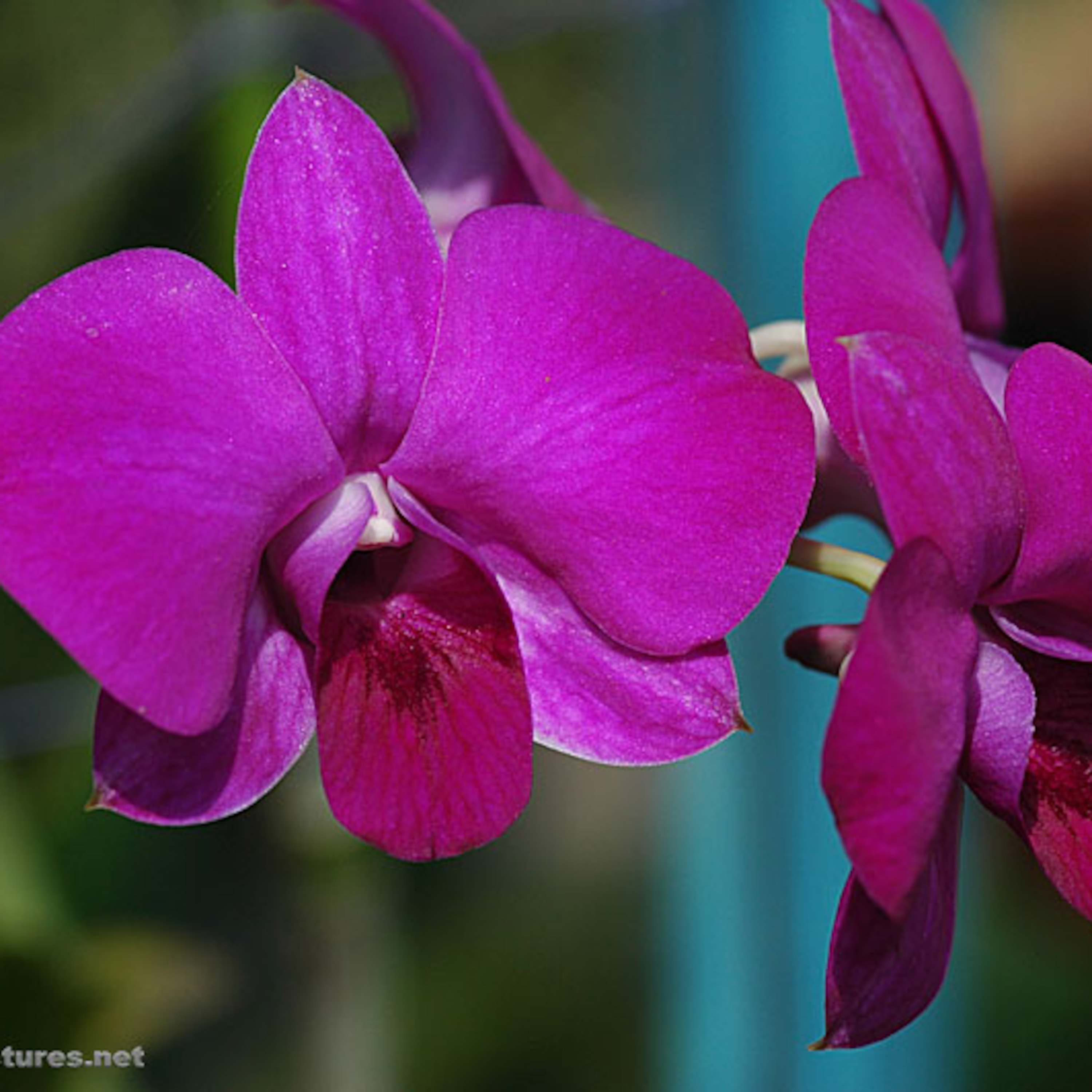 Yo sí pero tú no (o al revés)