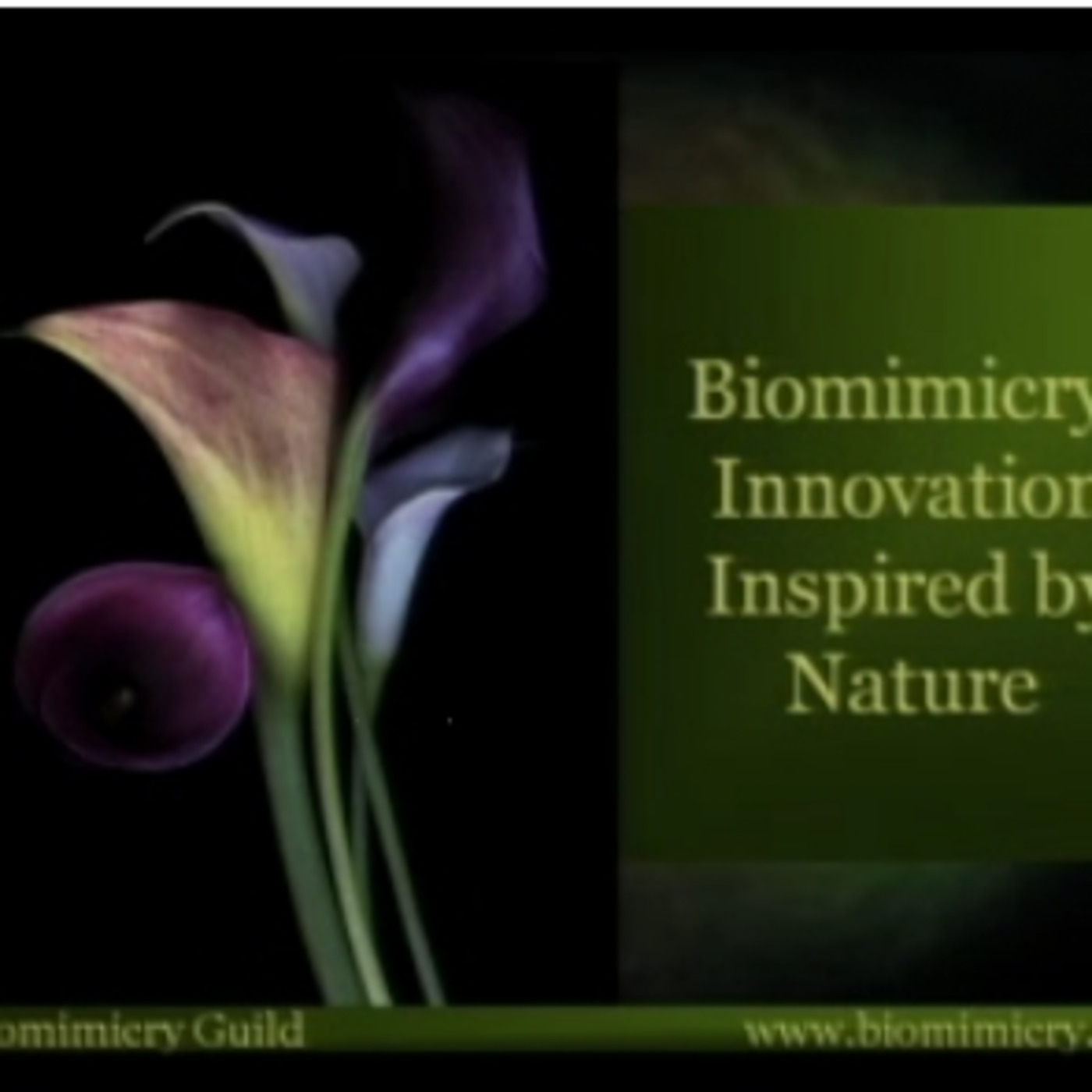 Q&A: JANINE BENYUS, Natural Sciences Writer - Biomimicry