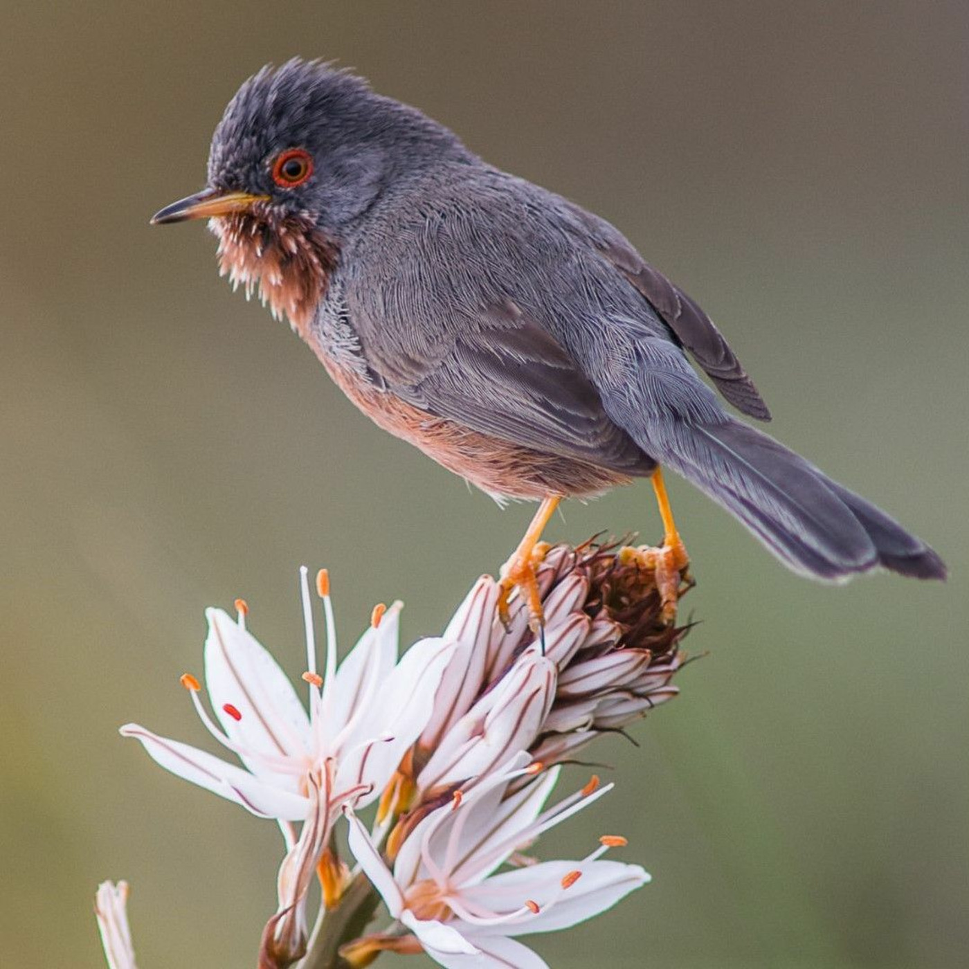 Episode 76: Green Shoots 7 - Birding in Dorset