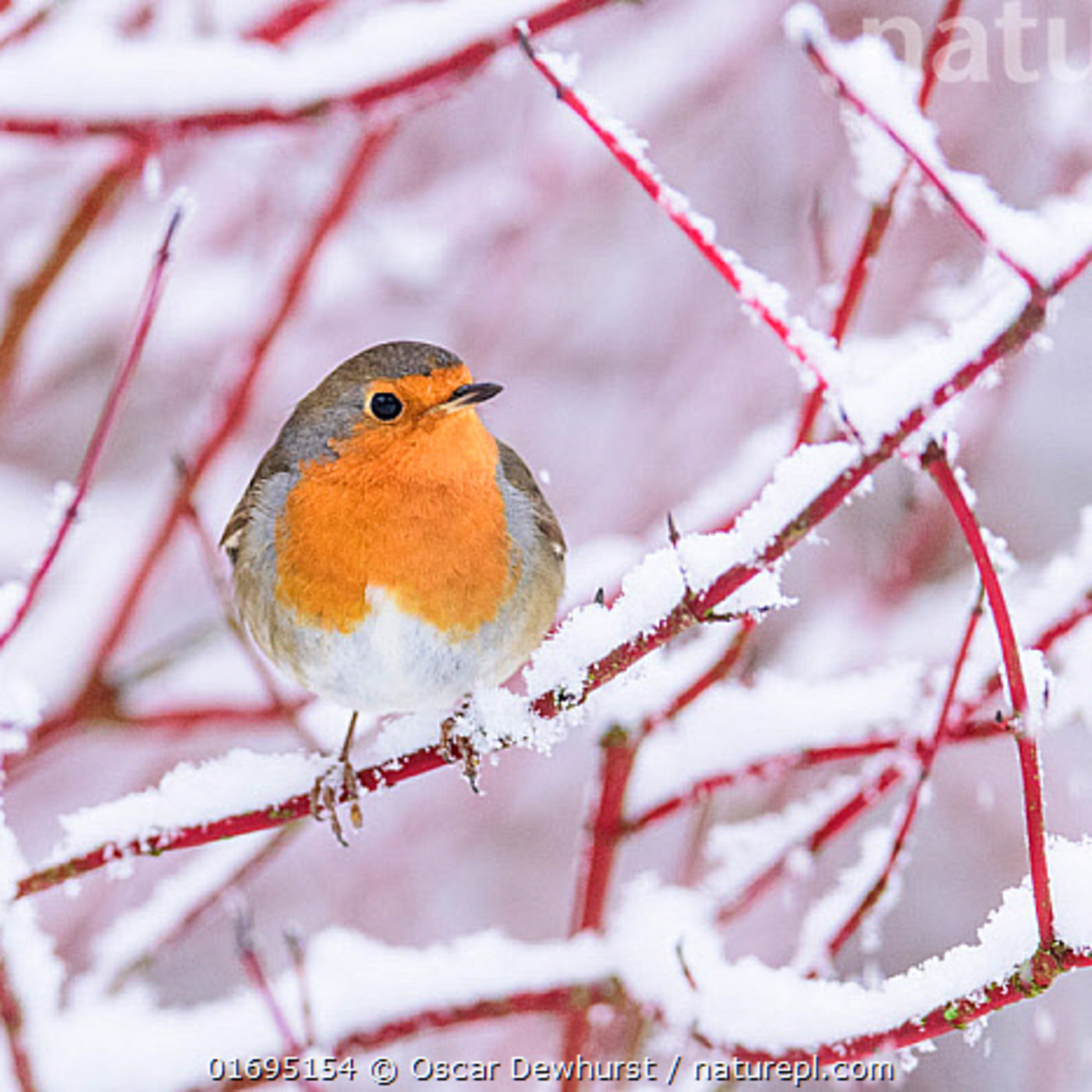 Episode 77: Green Shoots 8 - Surviving the Winter