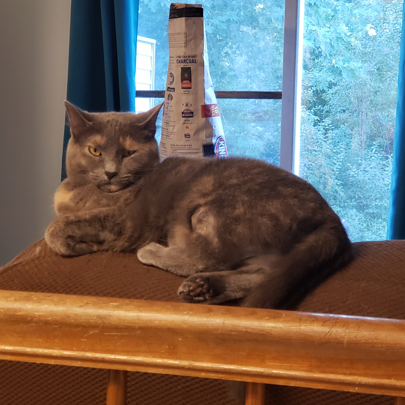 Catbox Chronicles