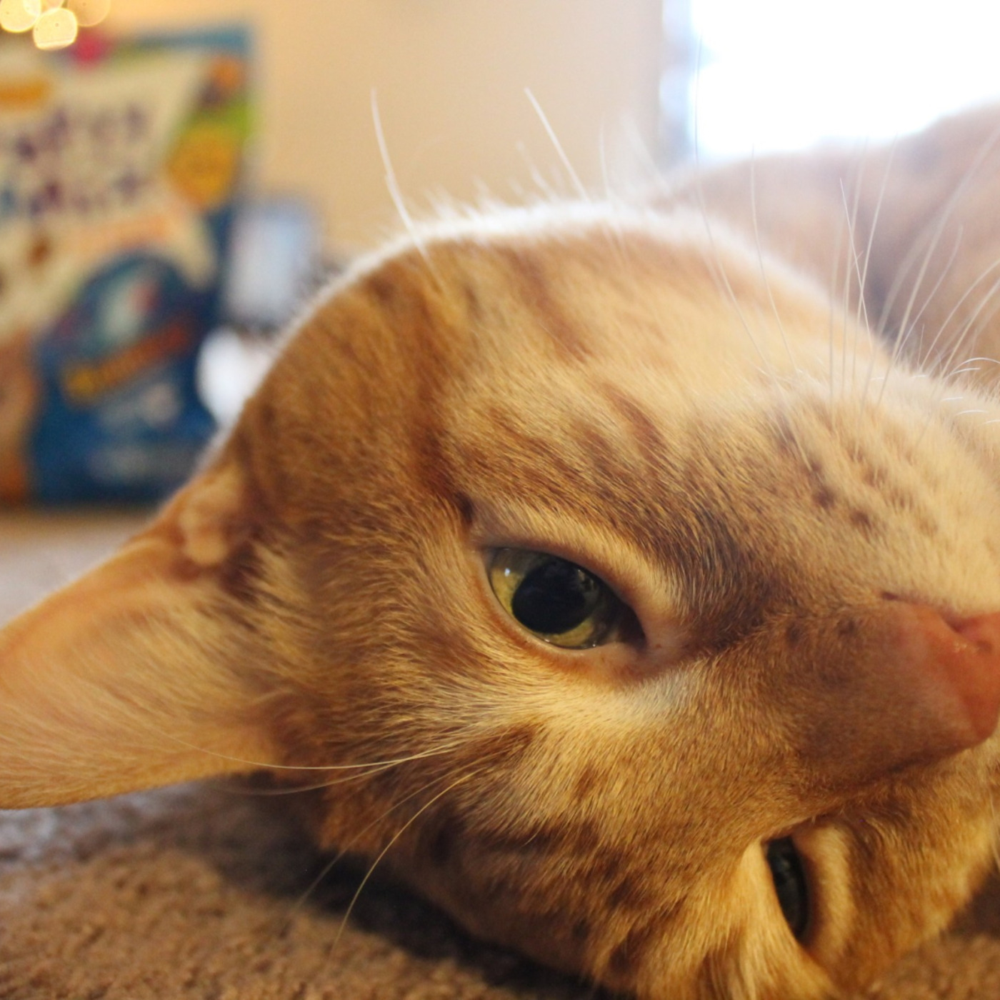 Catbox Chronicles