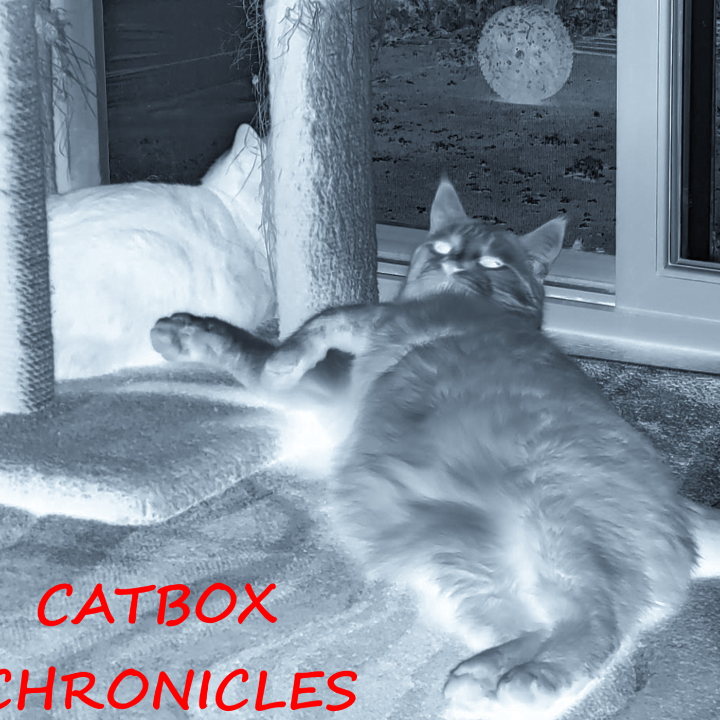 Catbox Chronicles