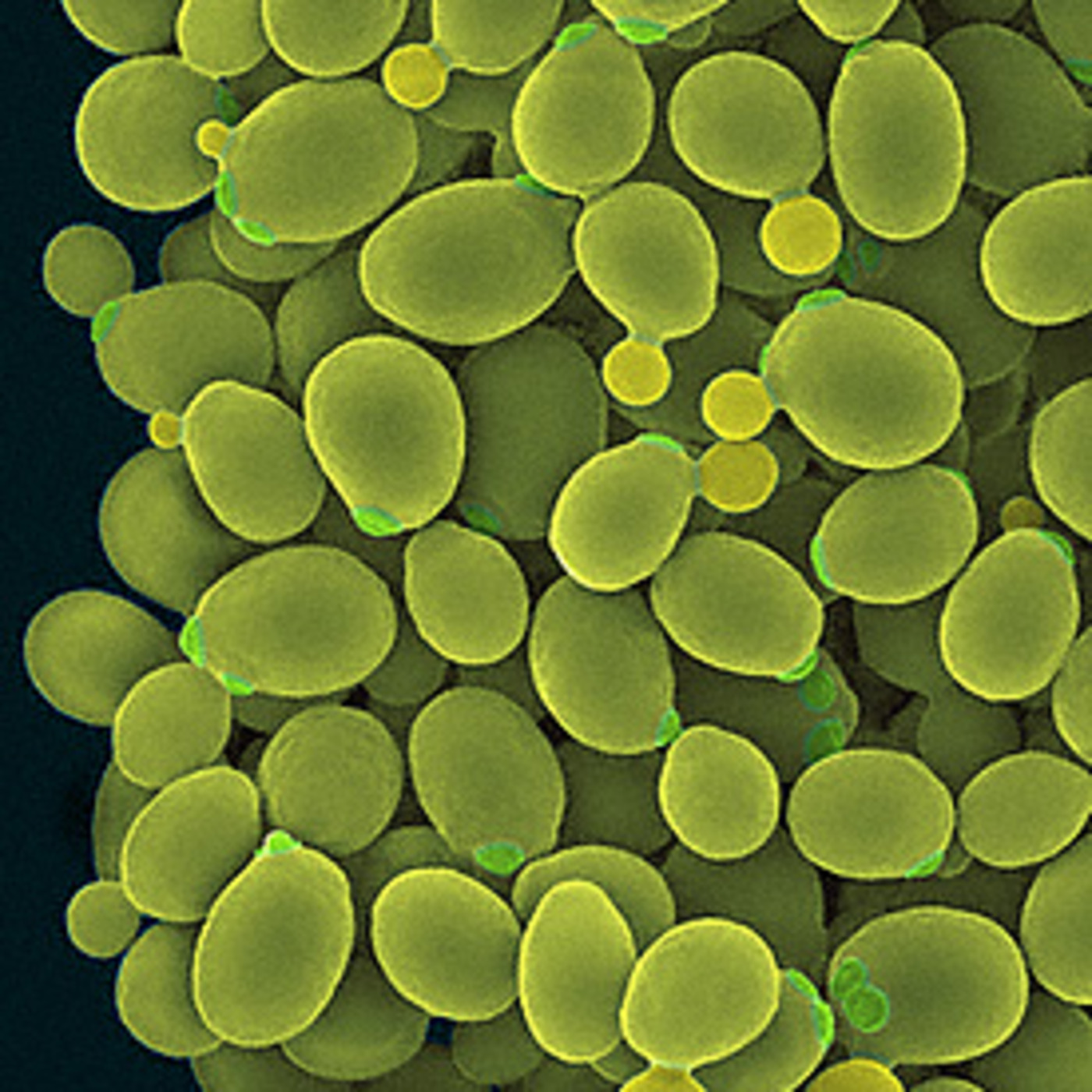 Mold,Candida,Bacteria episode artwork