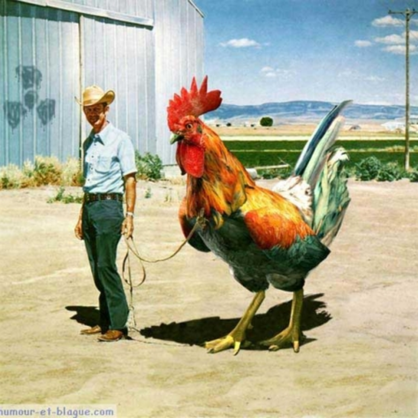 el pollo ranchero