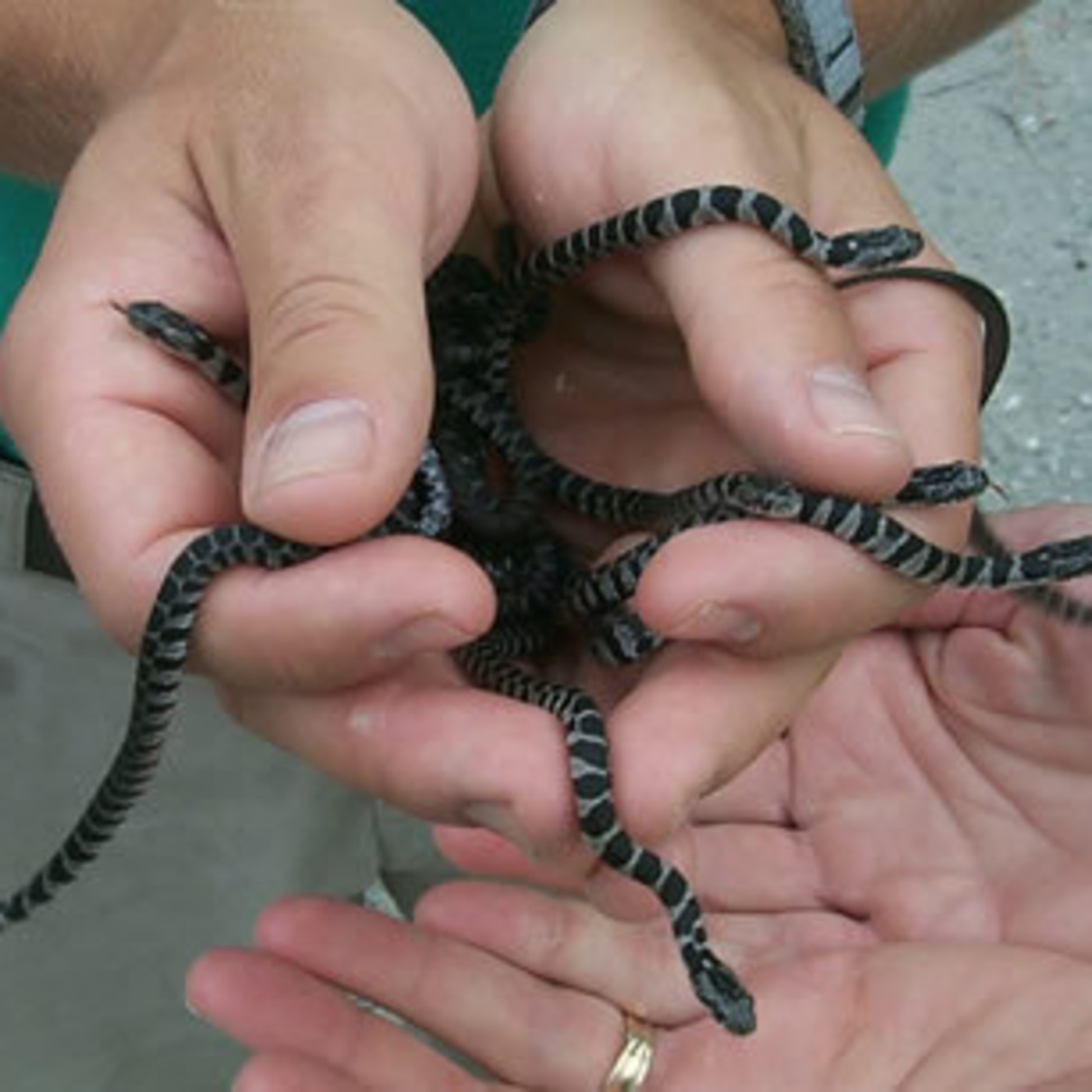 snake handling:  for beginners episode artwork