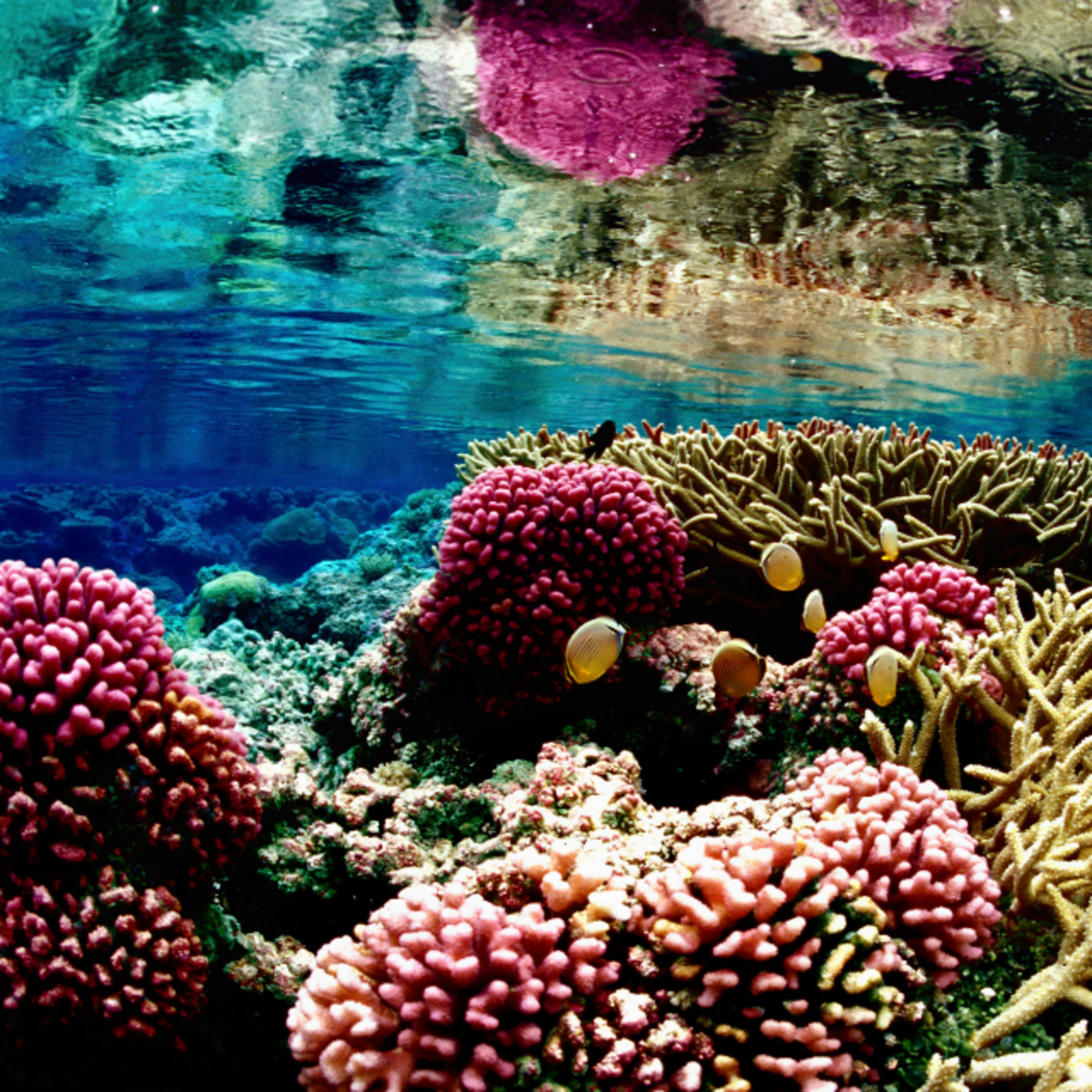 Красивые коралловые рифы. Лос Анджелес коралловый риф. Коралловый риф Лоо. Большой Барьерный риф. Коралловый риф Роули.