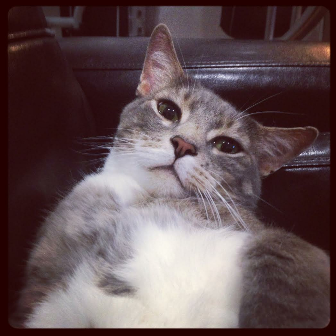 #19- MY CAT (Farewell, Bob)