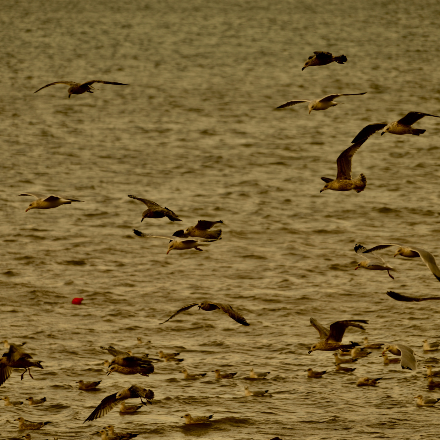 Ham Radio News from around the world