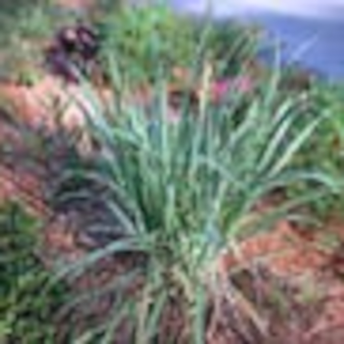 Bread NEWS 07 - 'Fresh lemon grass fields become a mecca for cancer patients' & 'A Lebanese woman tells the truth!'