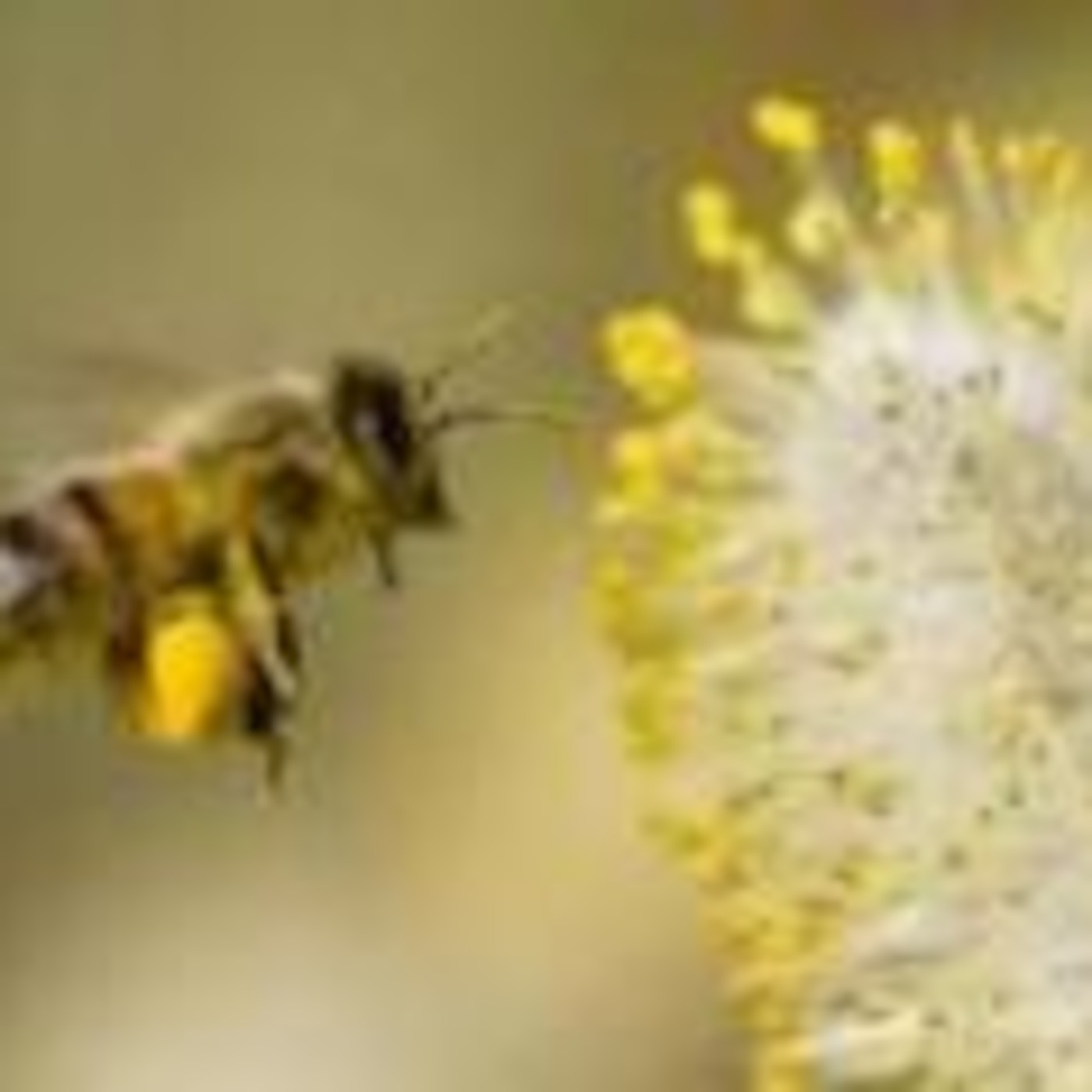 Bread NEWS 14 - 'Ray of Hope' as Iraqi Parliament Approves Five Christian Seats' & 'It's True: Israel Was the 'Land of Milk and Honey'