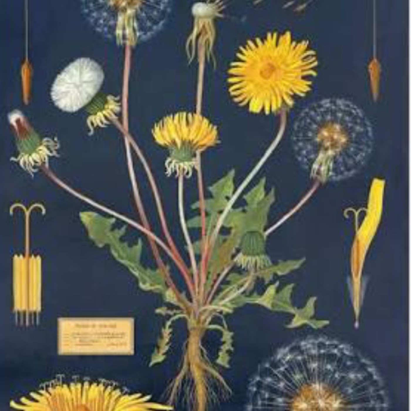 Episode 49: Sylvia Watson (herbalism, folkways, Smedley Butler, esotericism)