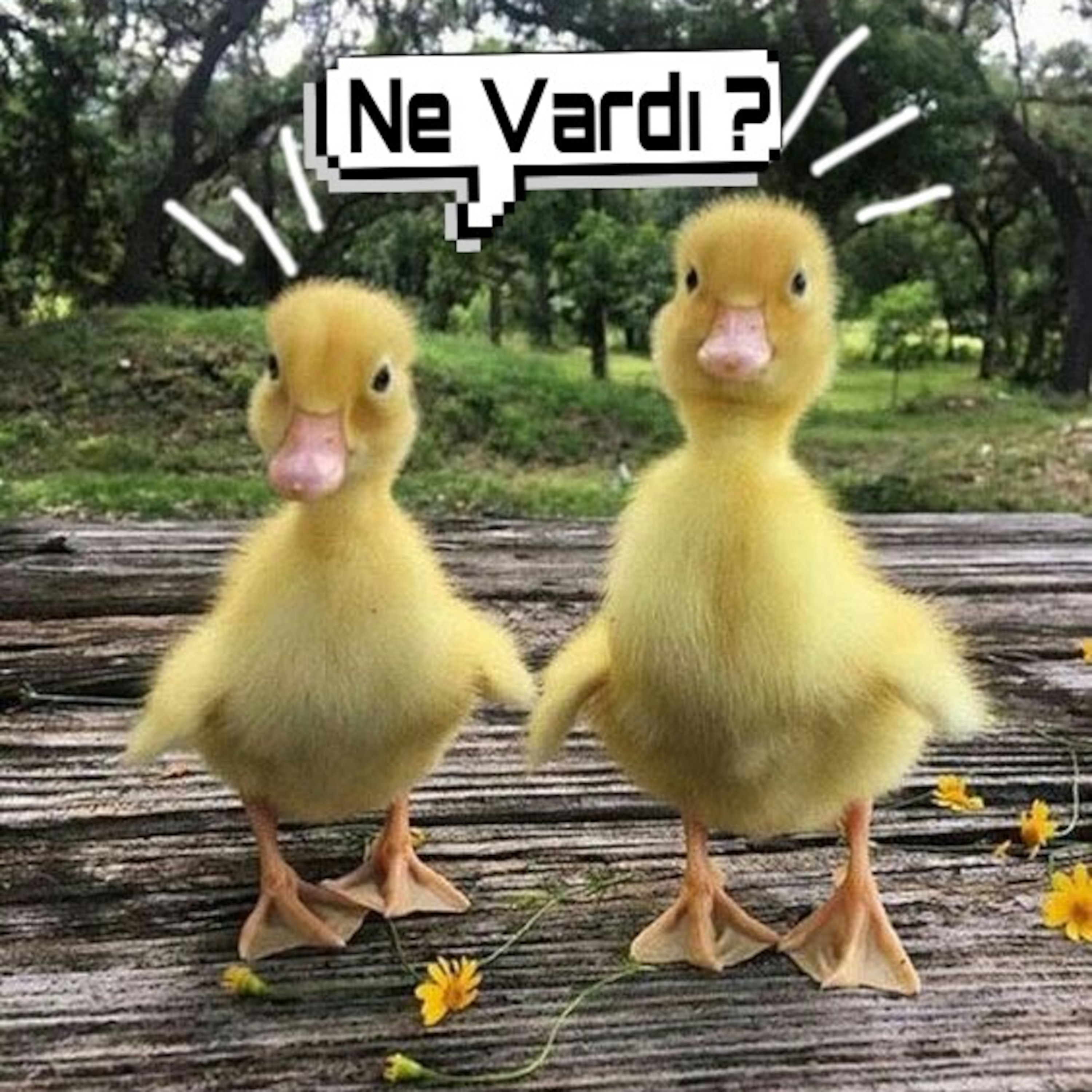 Ne Vardı ?