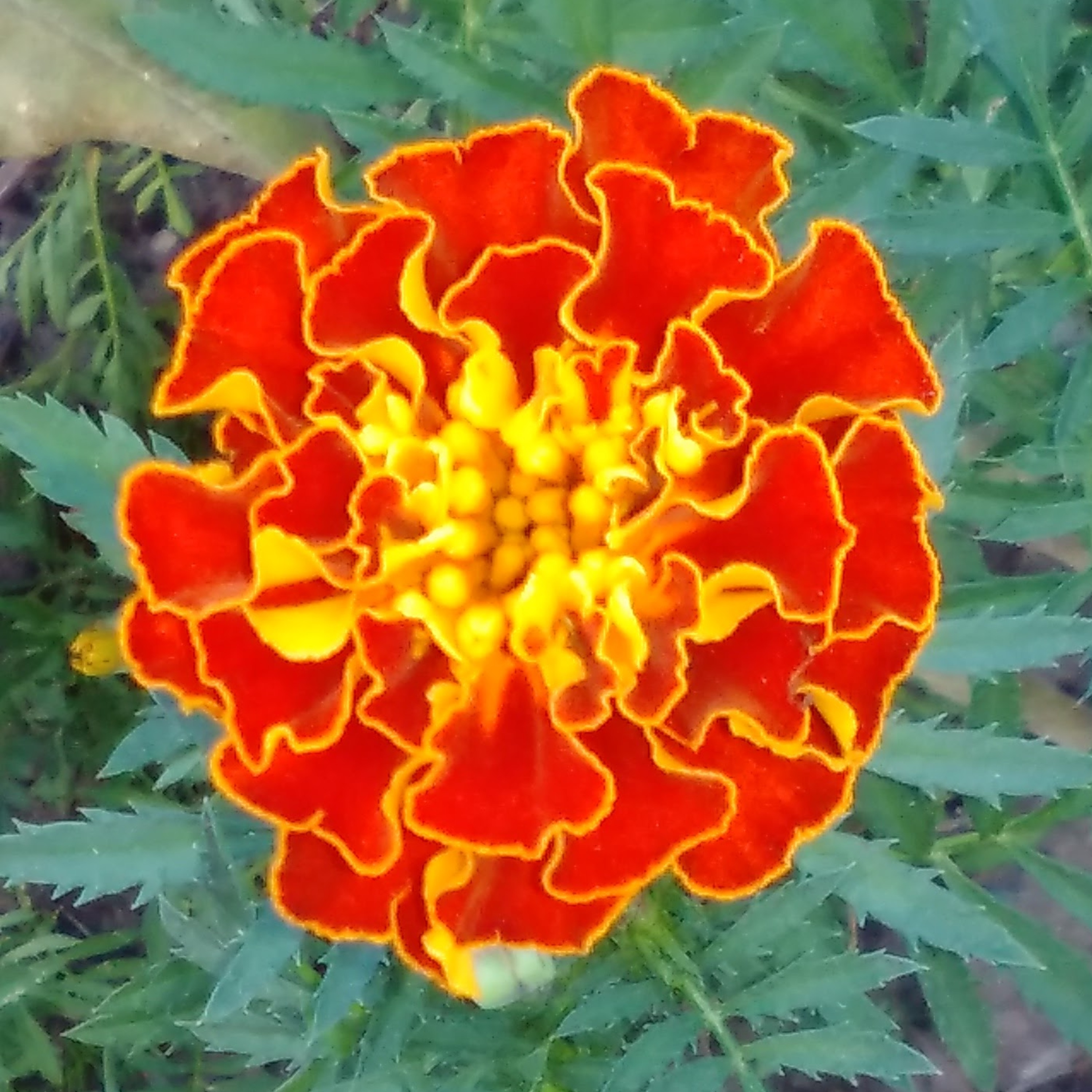 TheQueenHasSpoken's Podcast