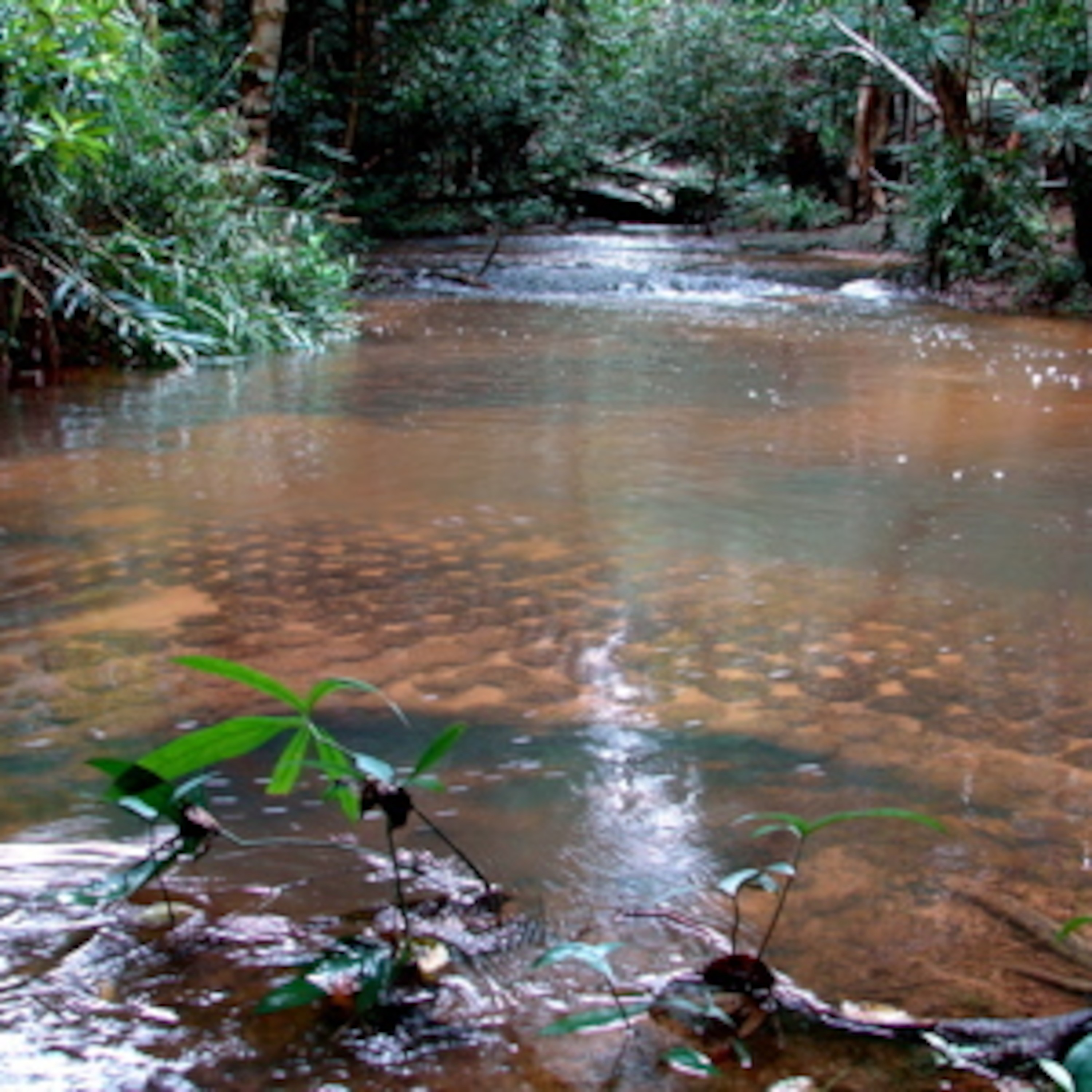 Kbal Spean, forest, stream, insects, two walkers