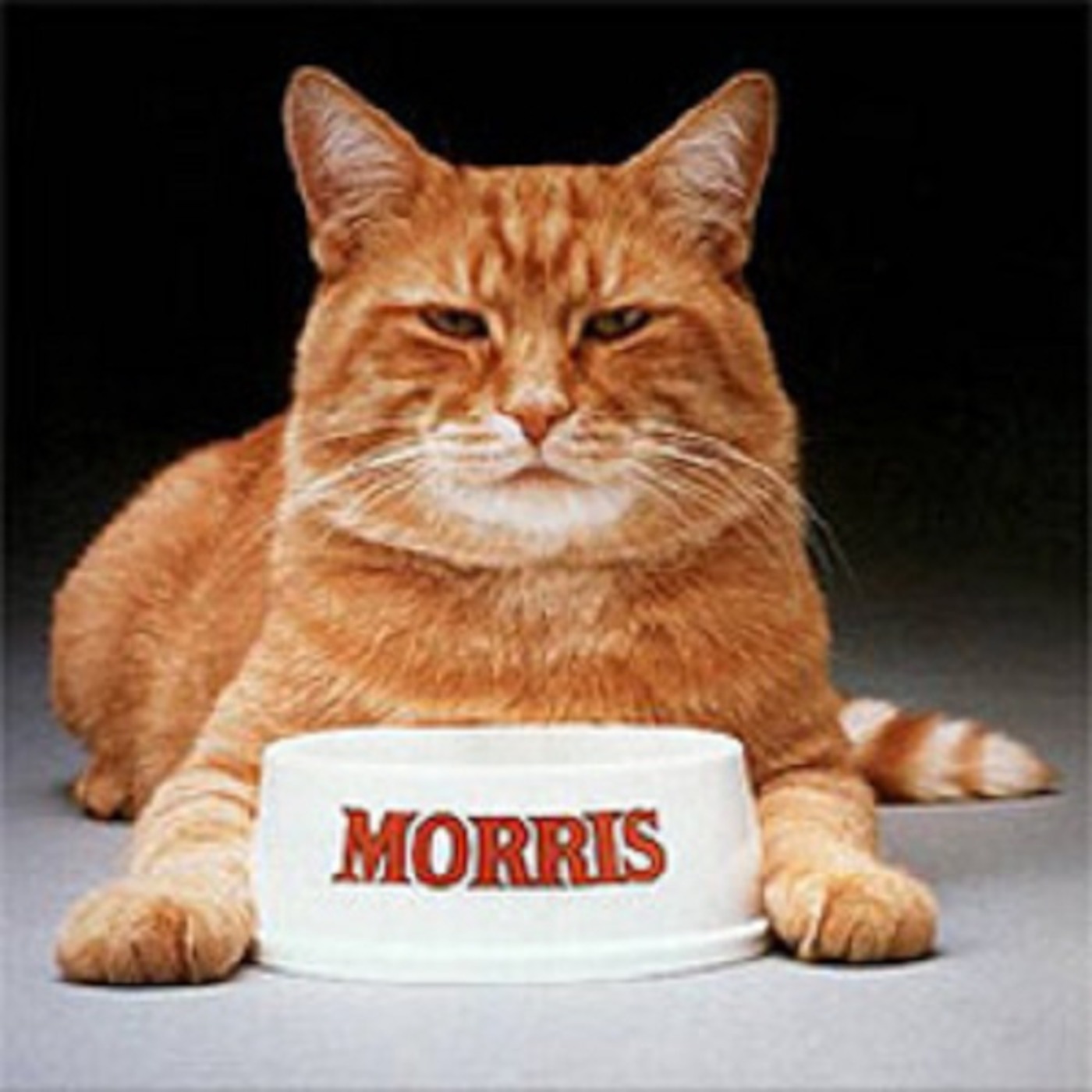 Episode 30 - Morris the Cat