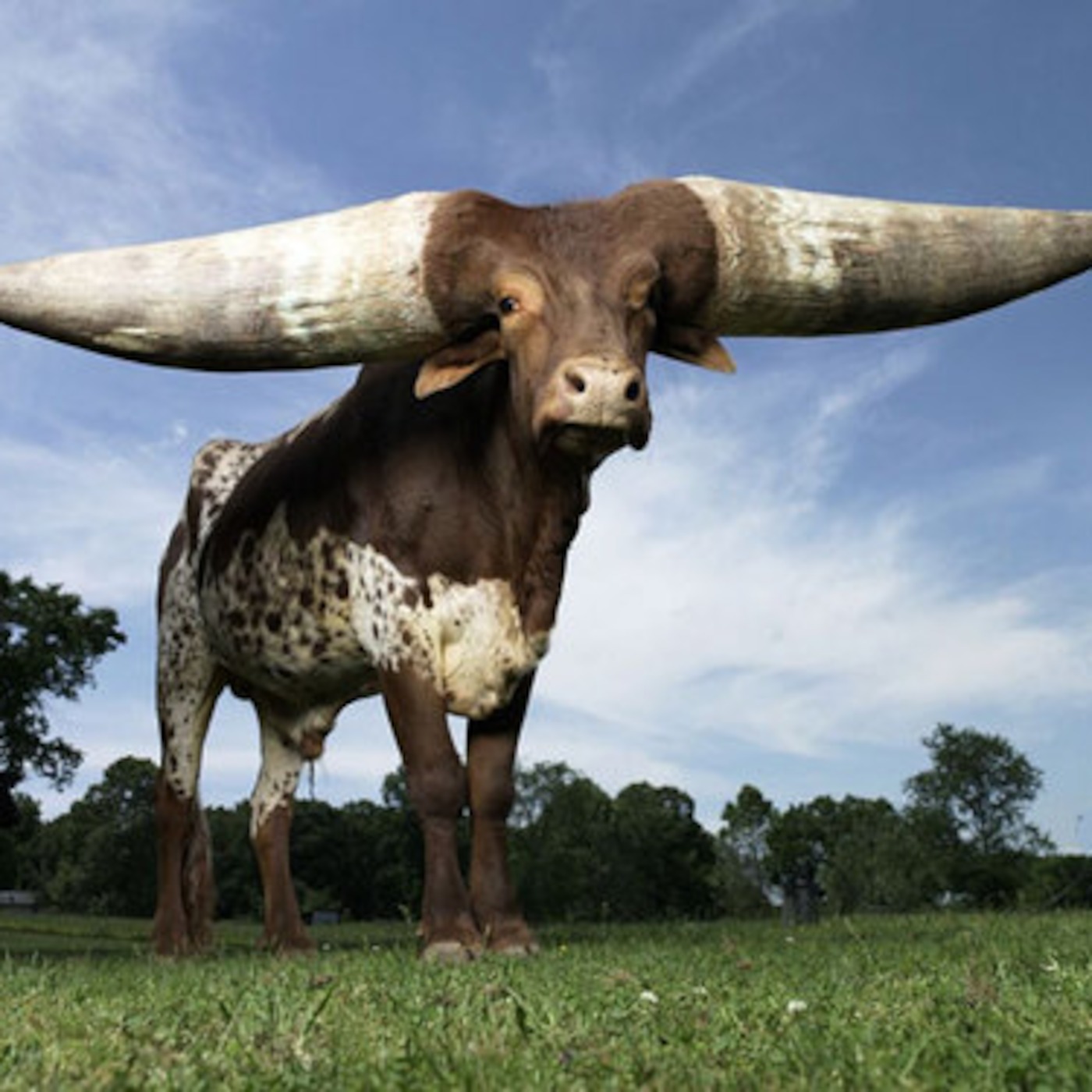 WATUSI episode artwork
