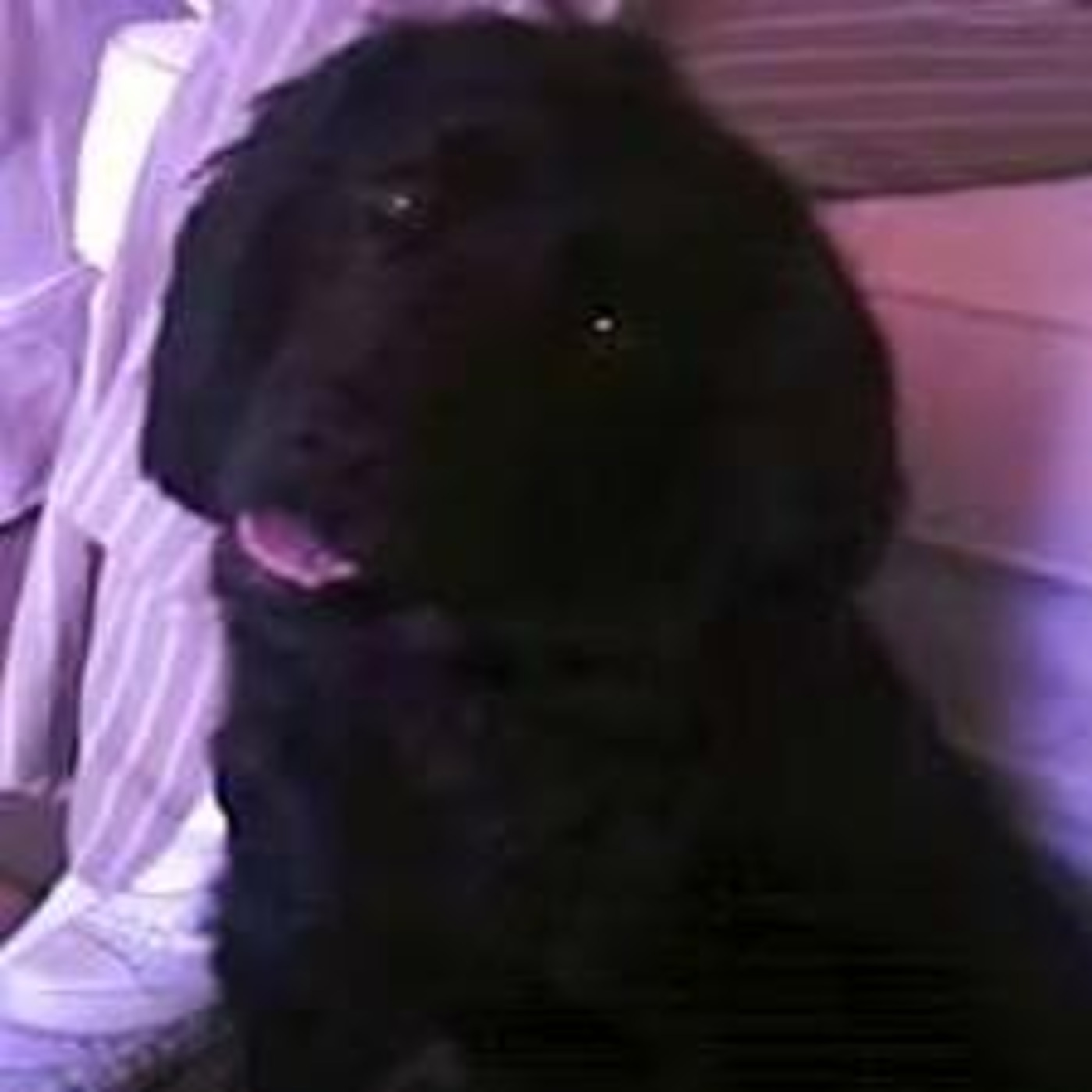 Bruars Banging Beats...(R.I.P.Puppy Dawg).