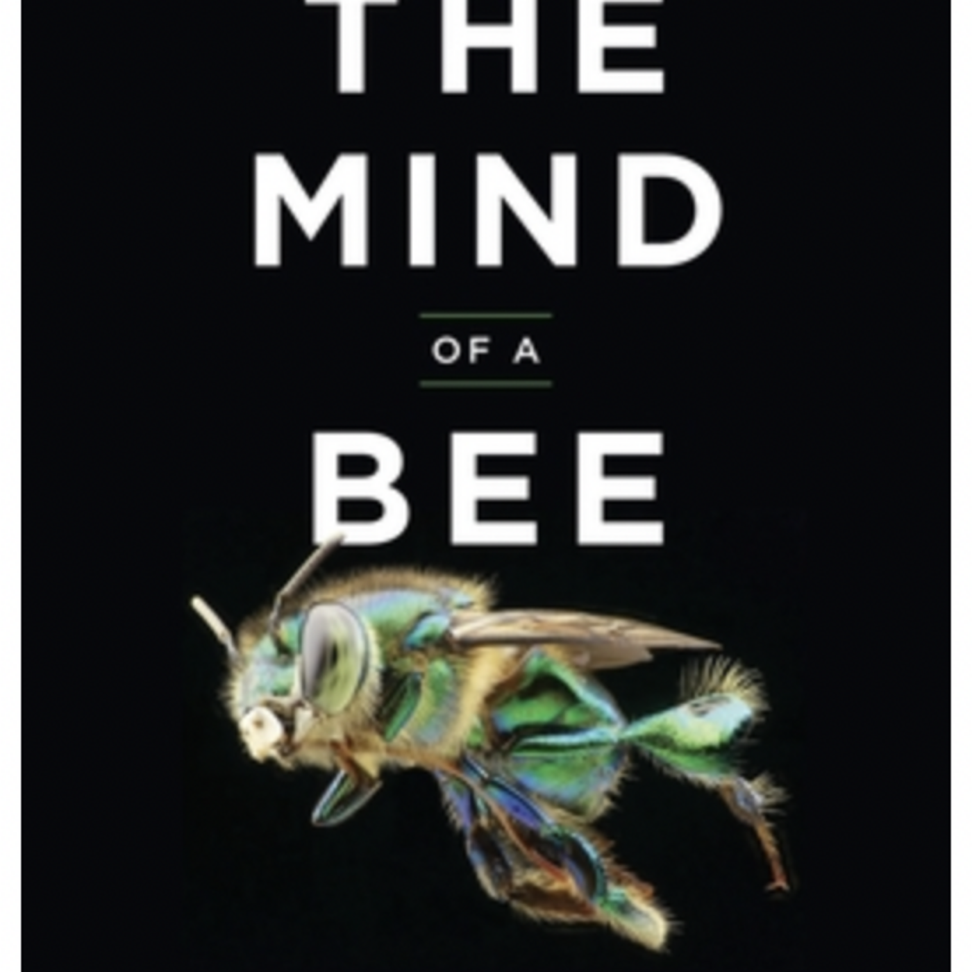 Episode 674: Lars Chittka - The Mind Of A Bee episode artwork