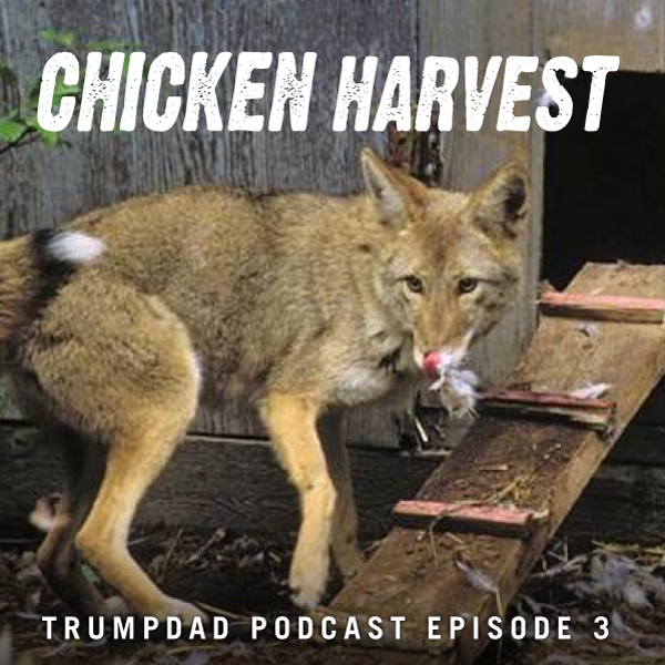 TrumpDad Episode 3: Chicken Harvest