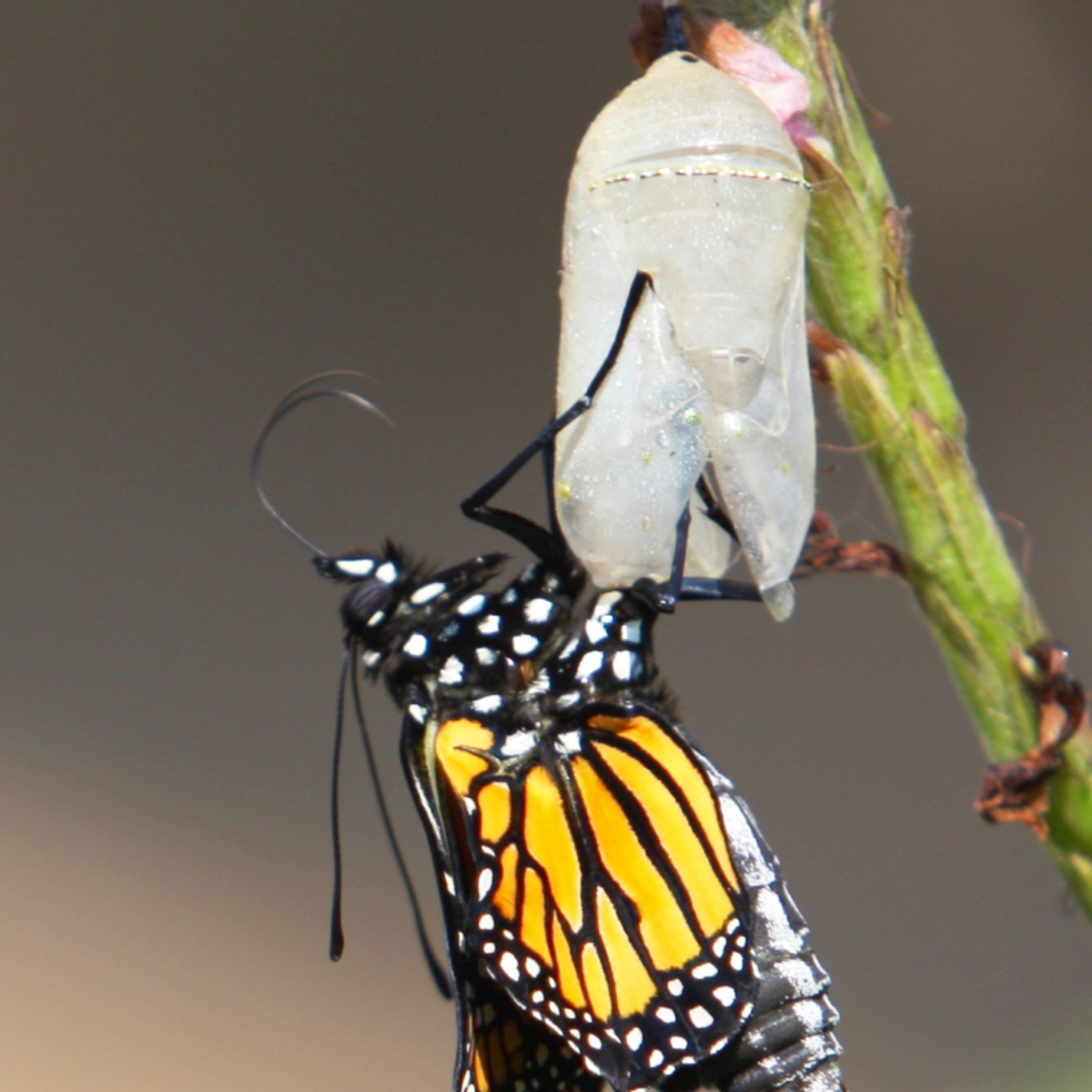 Embracing change and transformation episode artwork