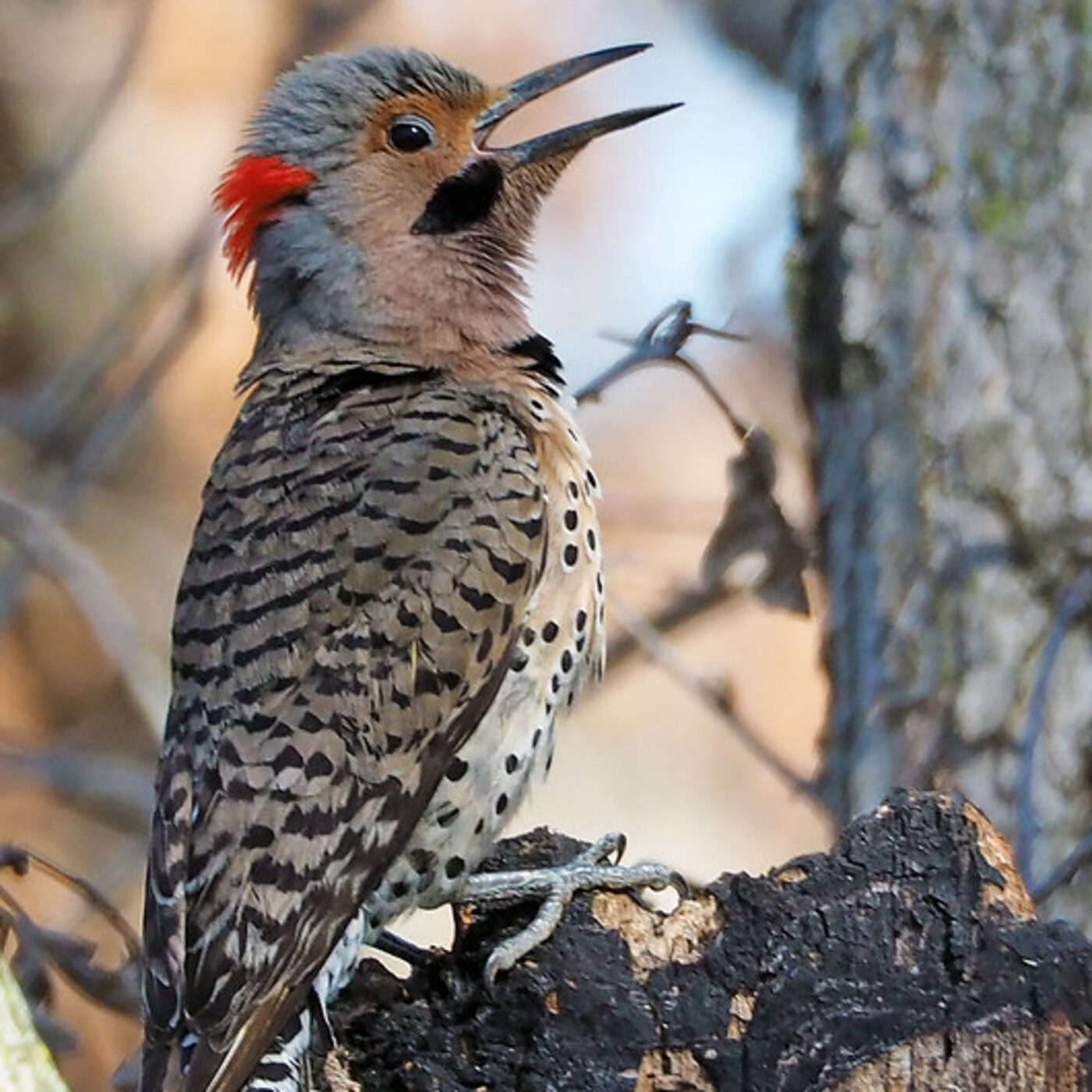 love/birds
