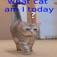 what cat am i today | Free Podcasts | Podomatic