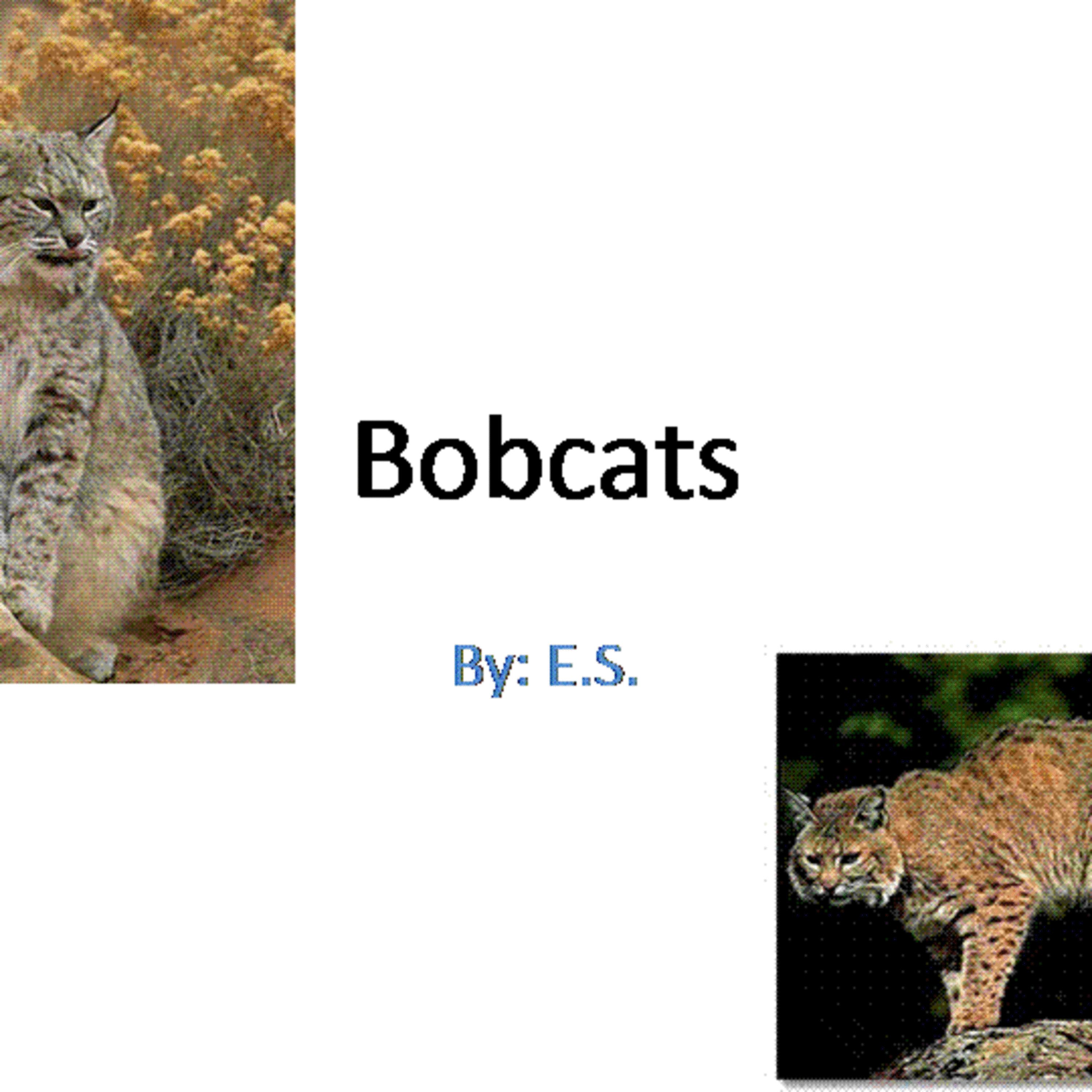 Bobcat Movie Made by Kindergarten Student episode artwork