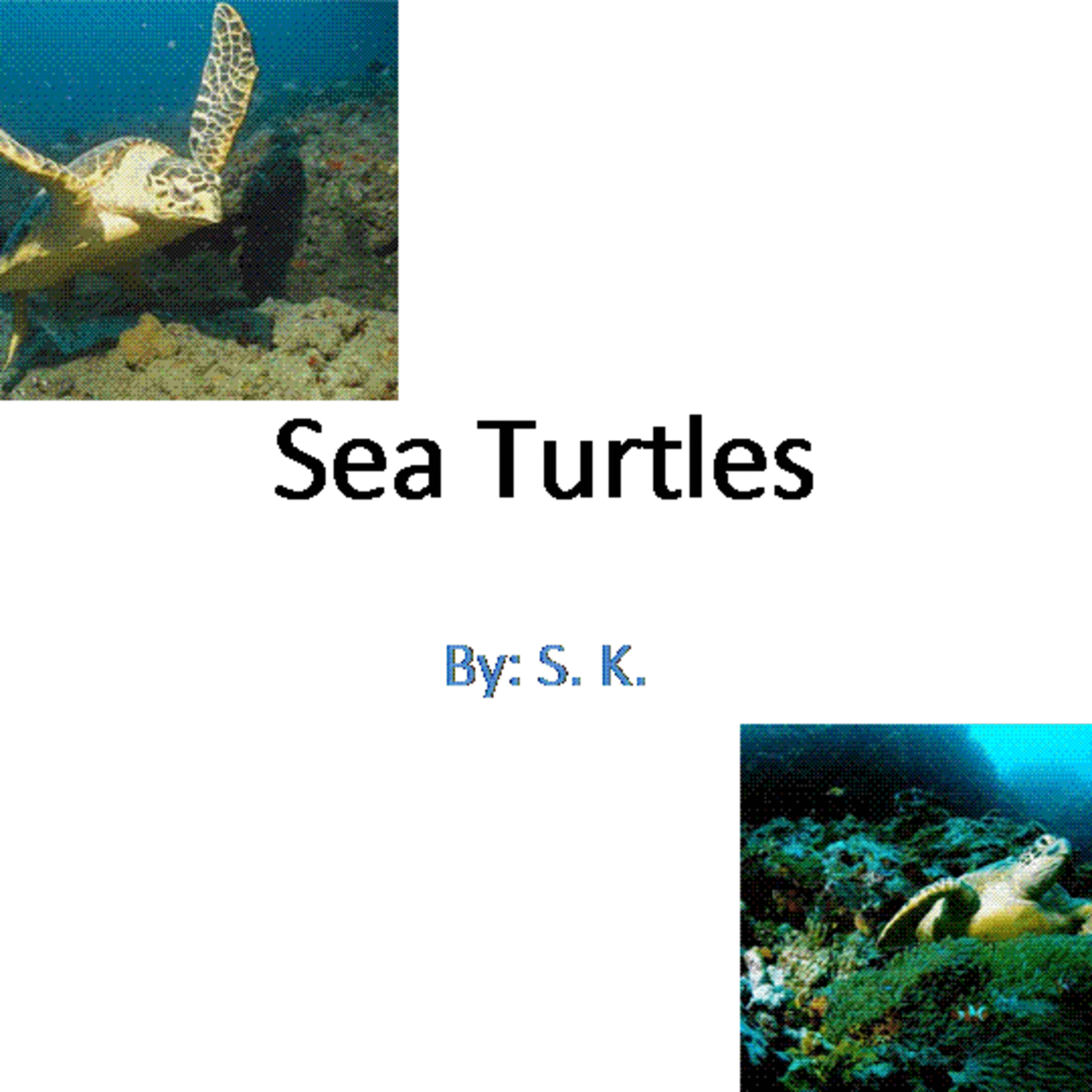 Sea Turtle Movie By Kindergarten Student episode artwork