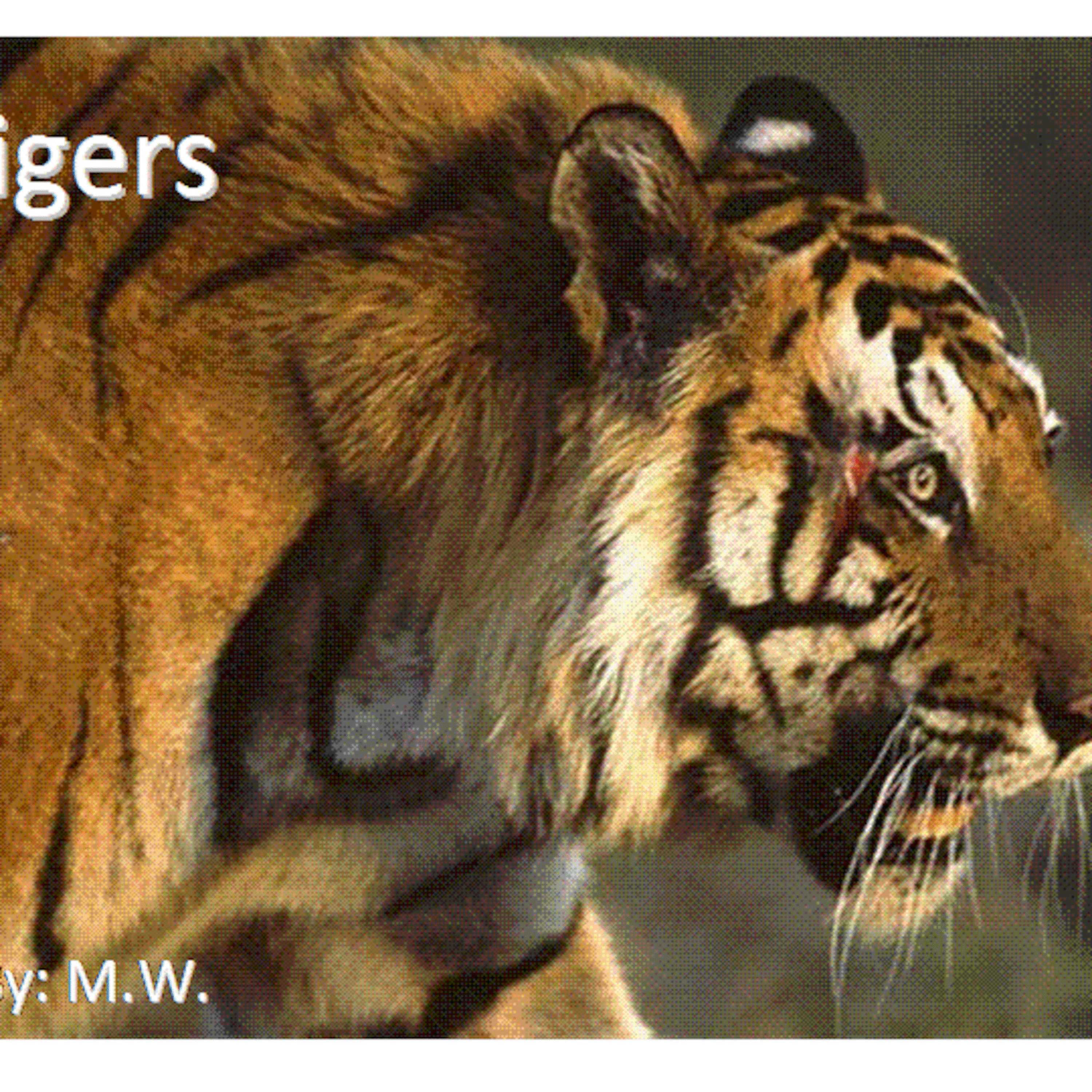 Tiger Movie Created by Kindergarten Student episode artwork