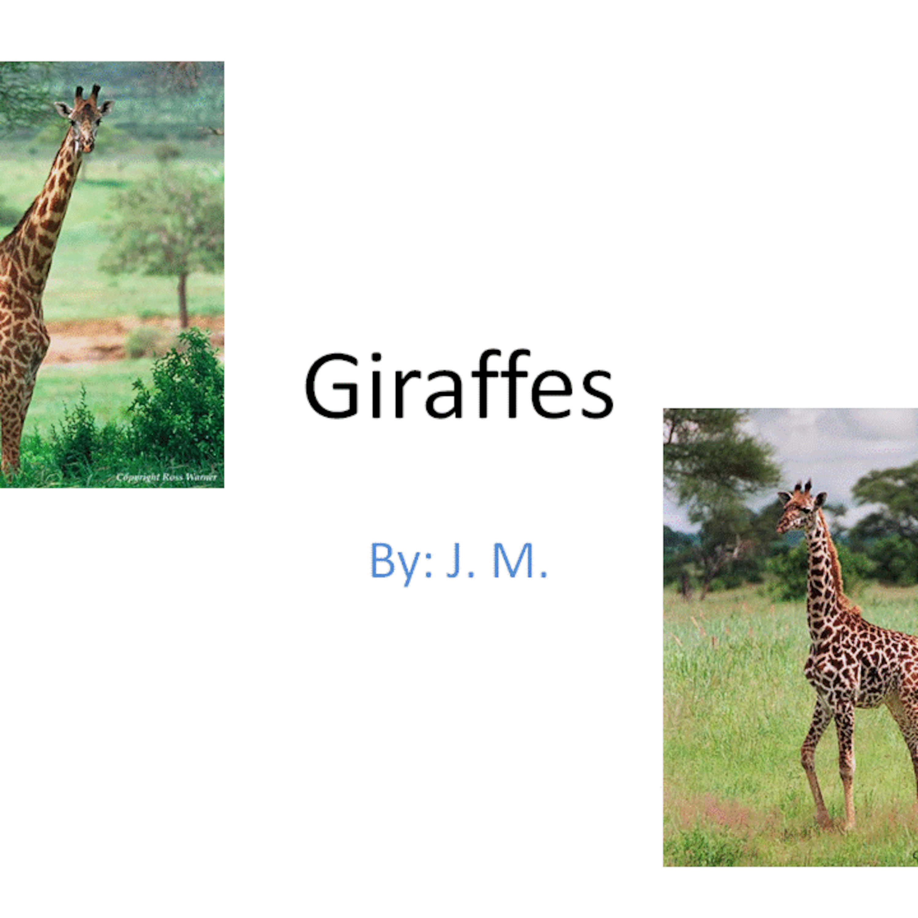 Giraffe Movie by Kindergarten Student episode artwork